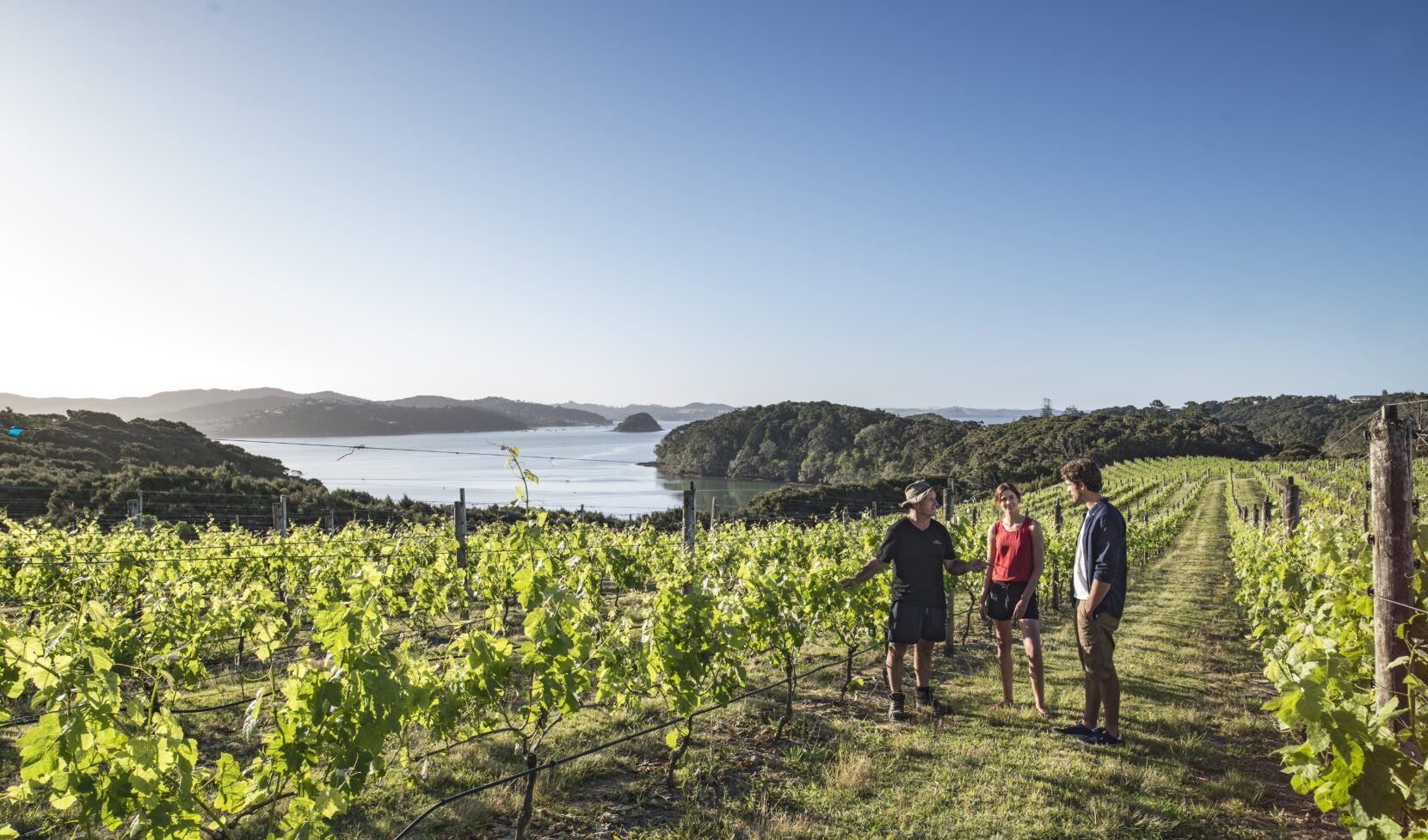 culinary travel experiences: Guiding through a vineyard in Bay of Islands Northland, New Zealand : Romantic Trips