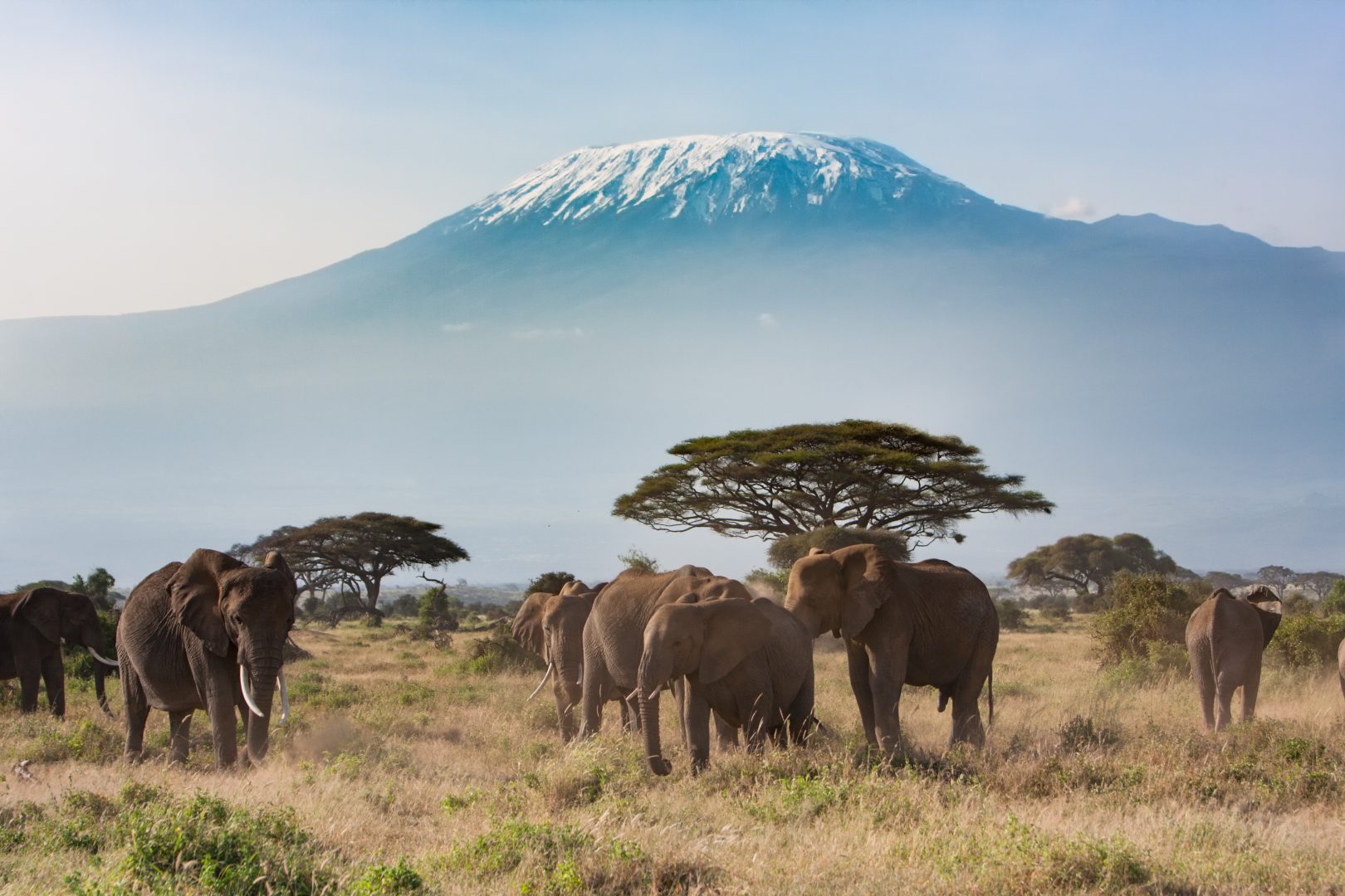 Elephants and Mount Kilimanjaro in Tanzania