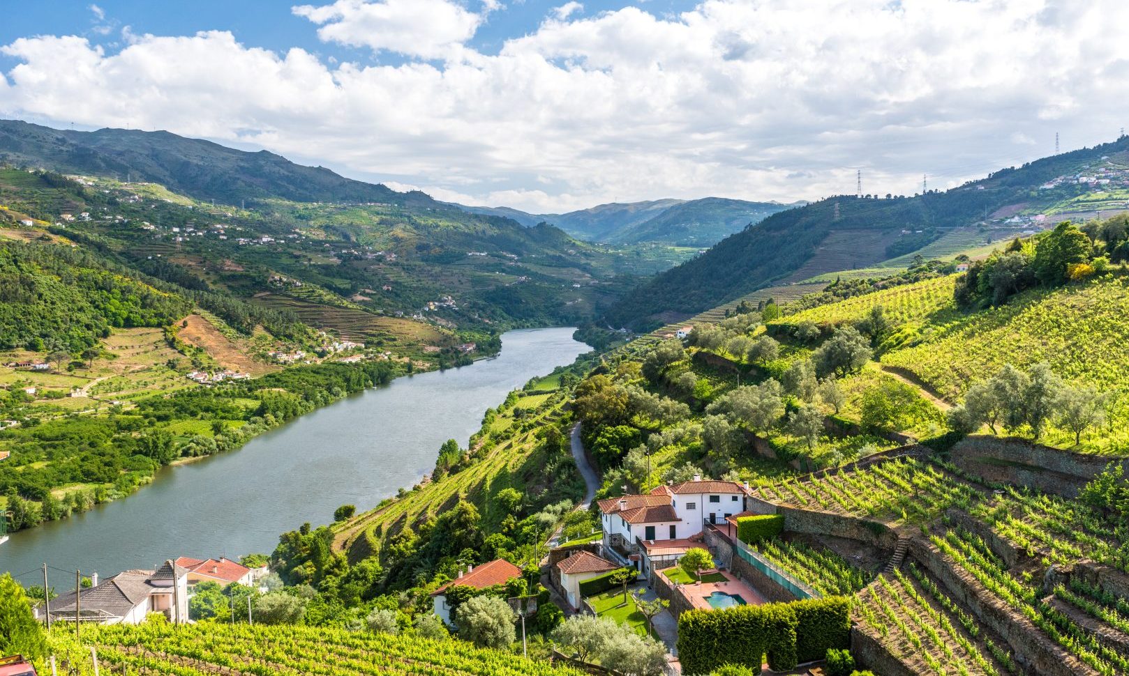 Vineyard in Portugal