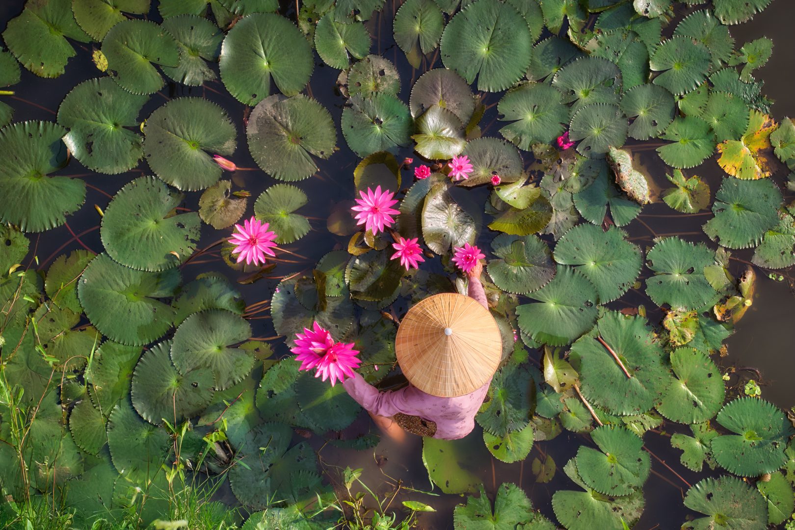 Lotus farmer in Vietnam