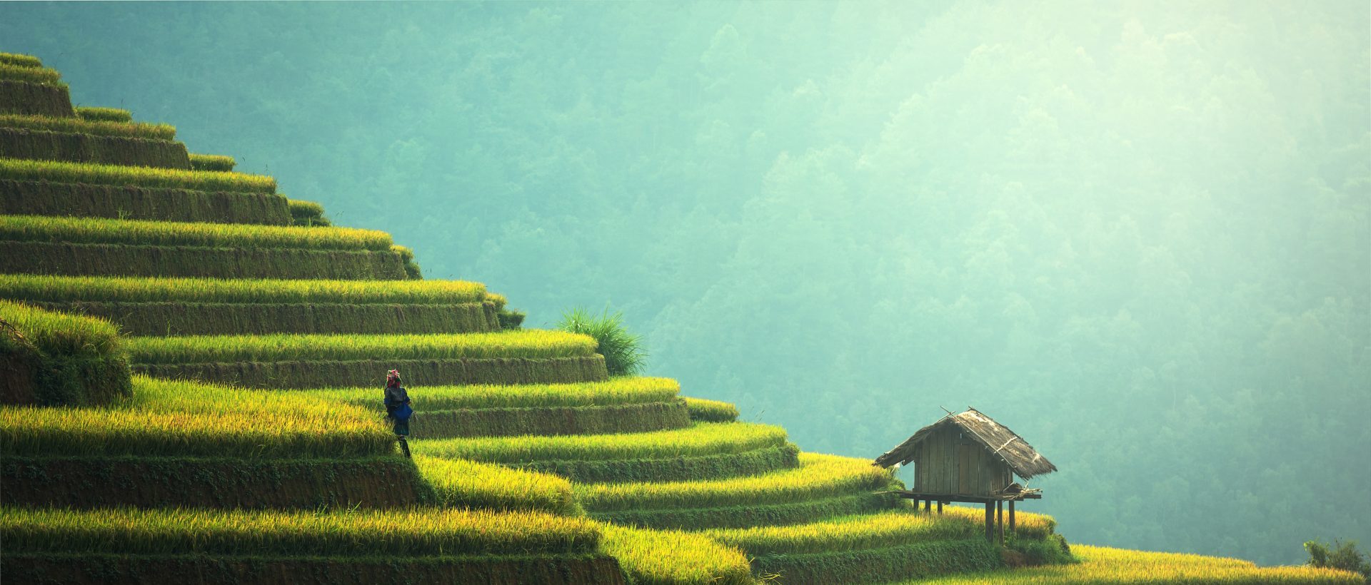 Terraced rice paddies in Sapa, Vietnam