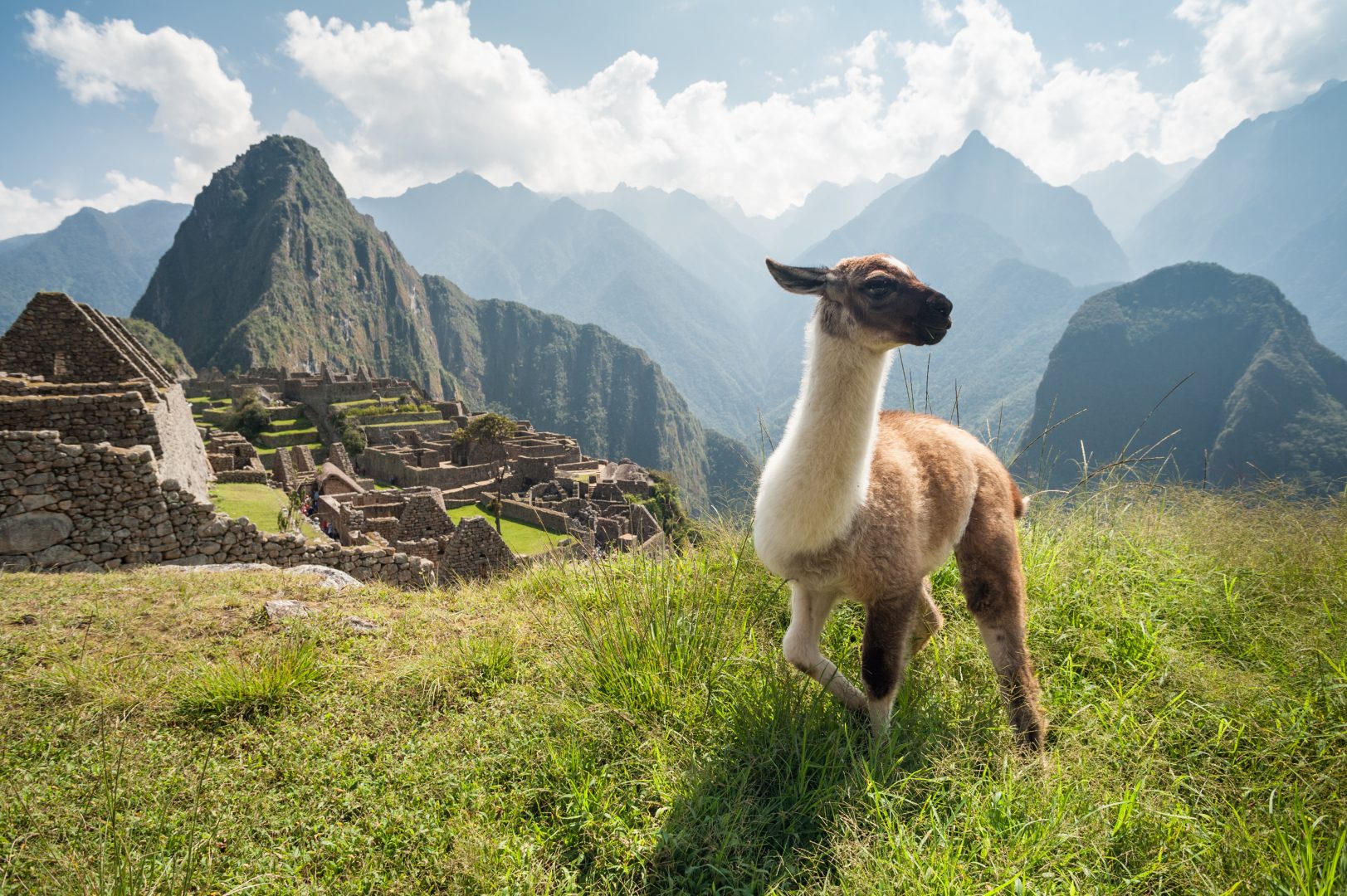 A llama at Machu Picchu, Peru