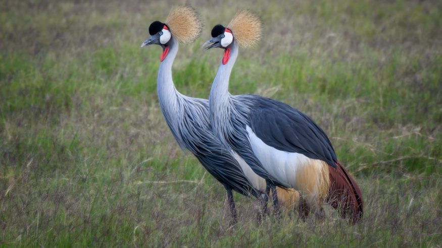 Grey Crowned Cranes