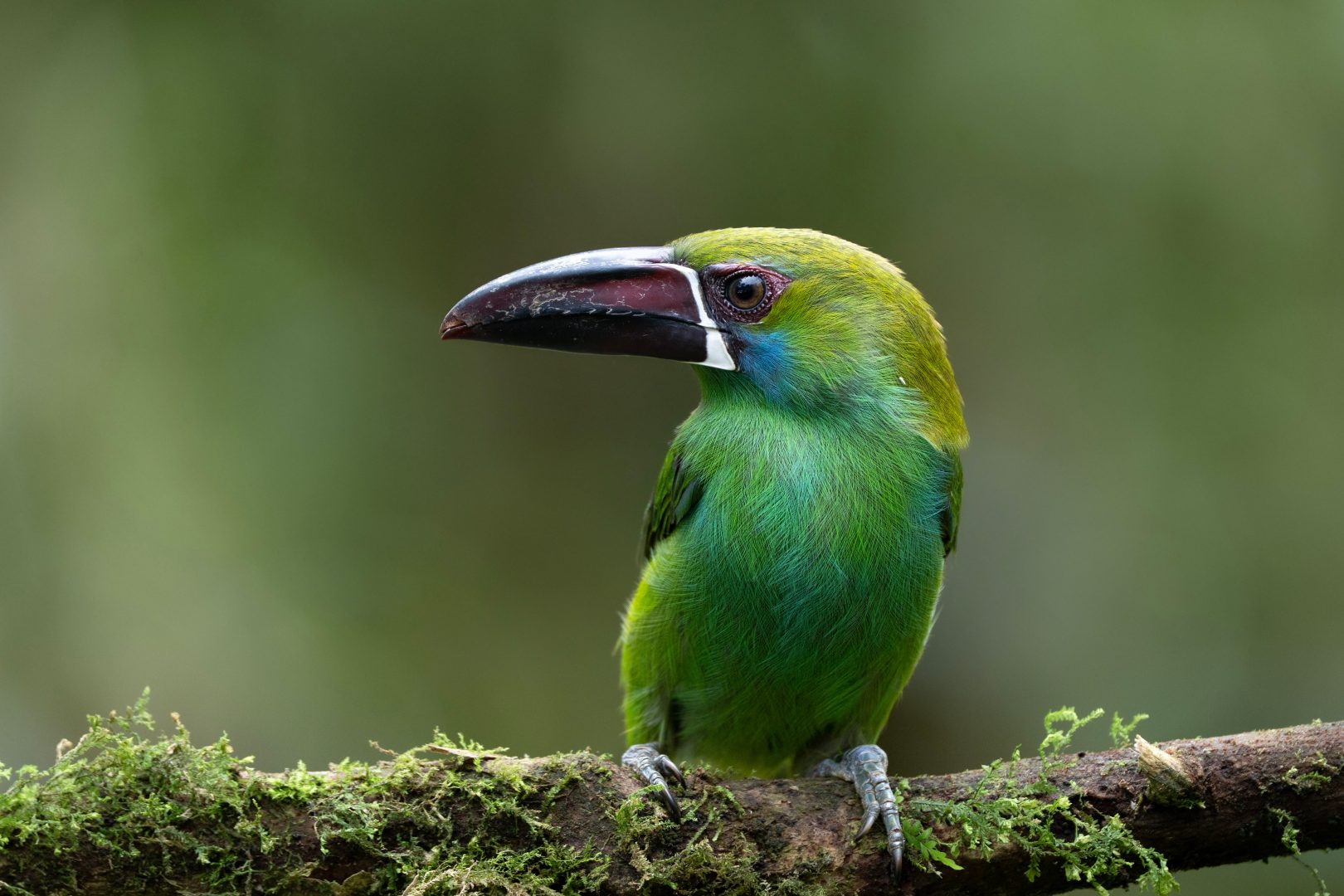 A bird in the Amazon Rainforest, Ecuador