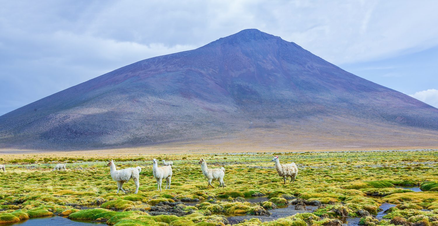 Llamas on the Bolivian Altiplano