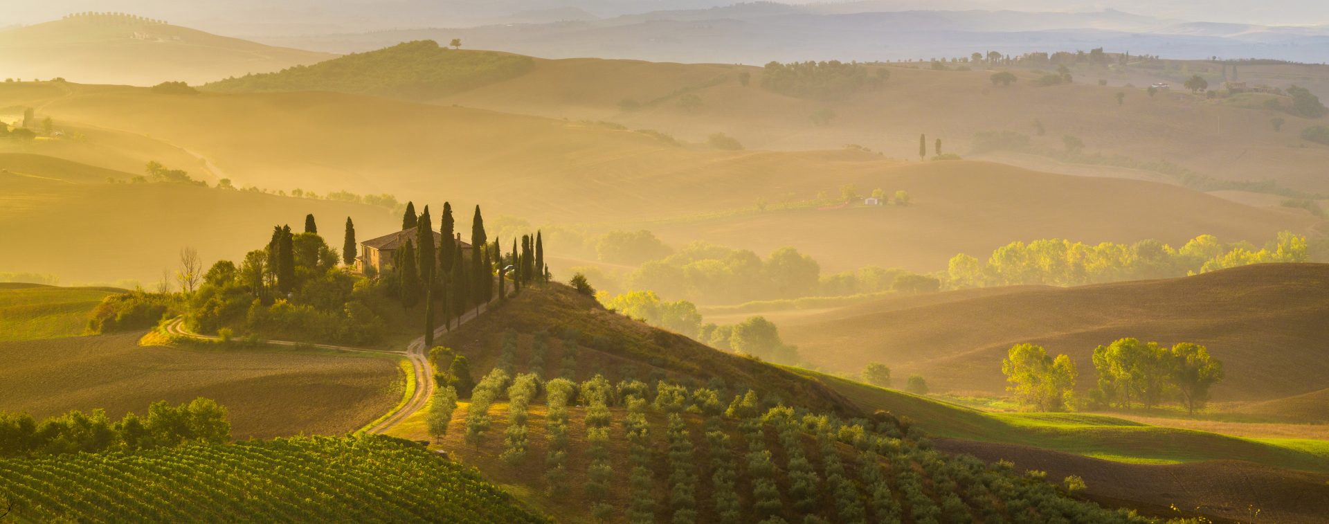 A rolling vineyard and hills in Tuscany, Italy