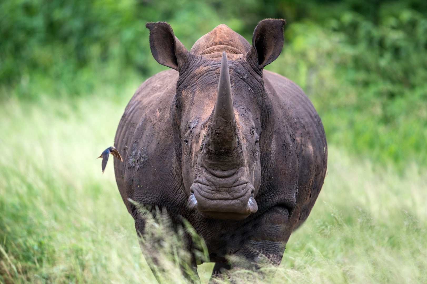 A rhino on safari in Rwanda