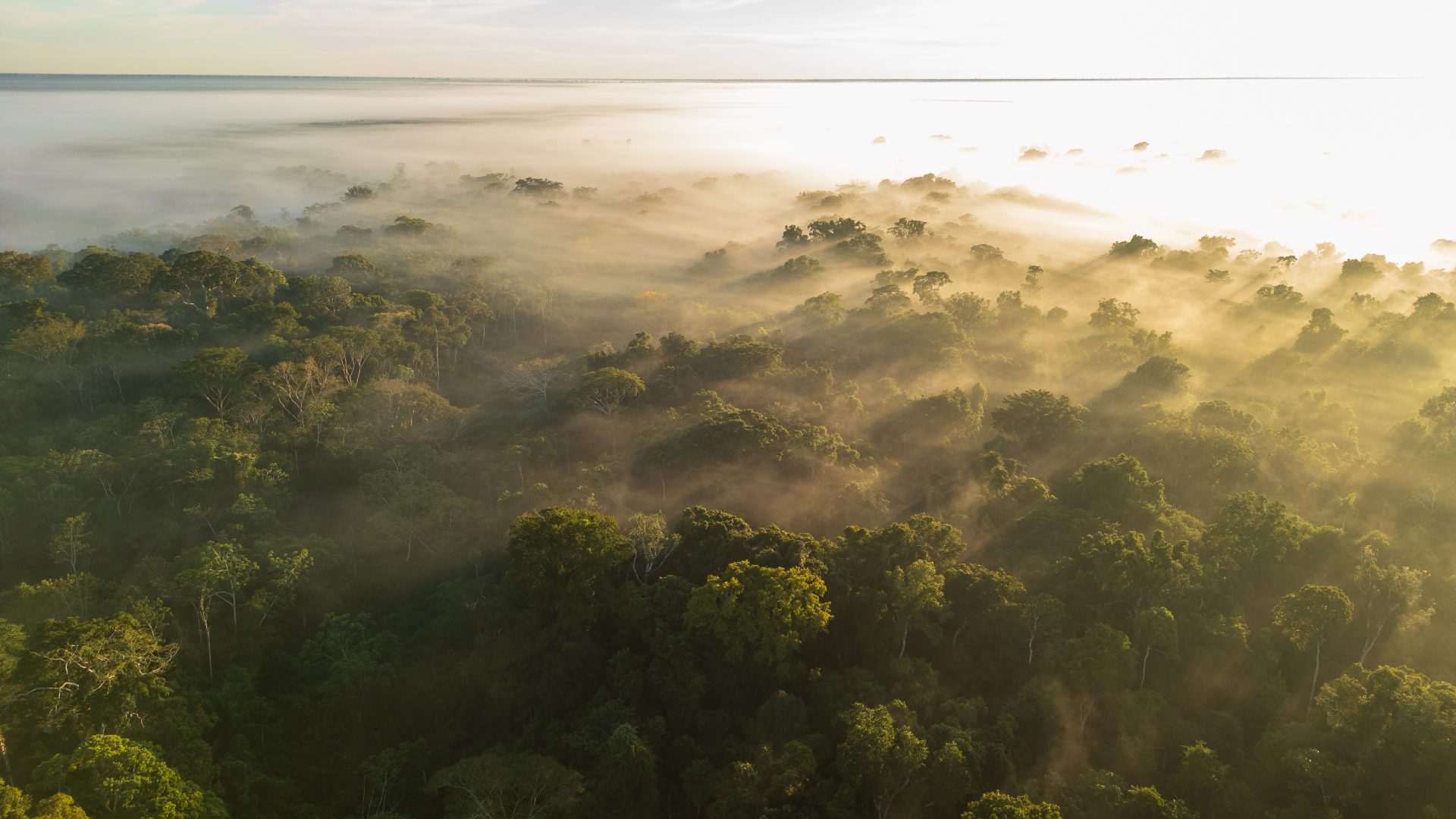 Aerial view of the Amazon Rainforest