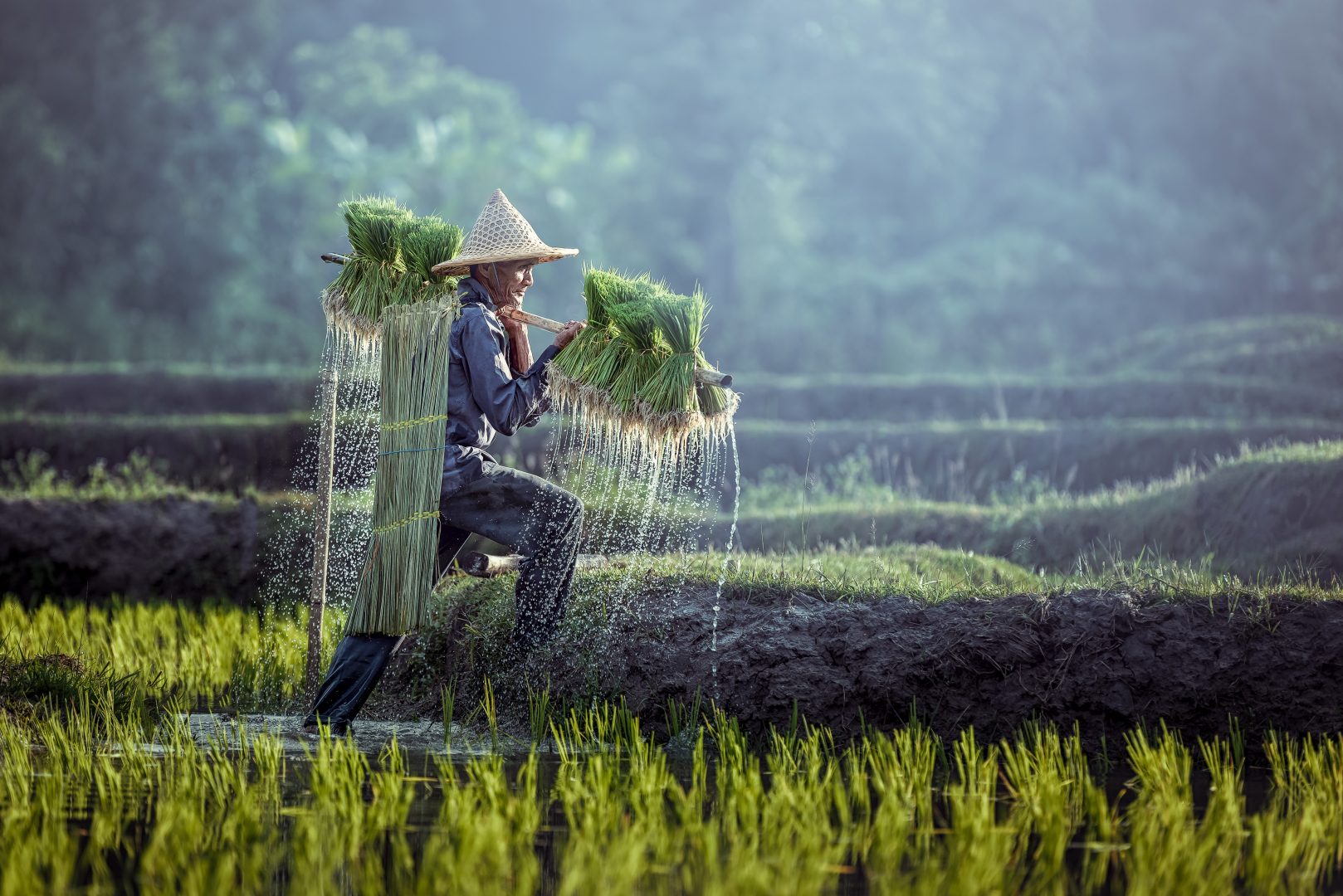 A rice paddy farmer in Southeast Asia