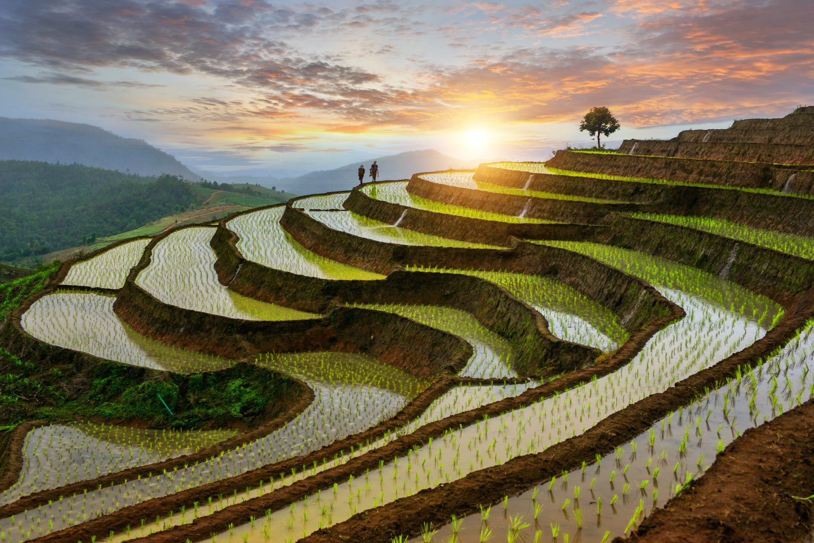 A rice terrace paddy in Thailand