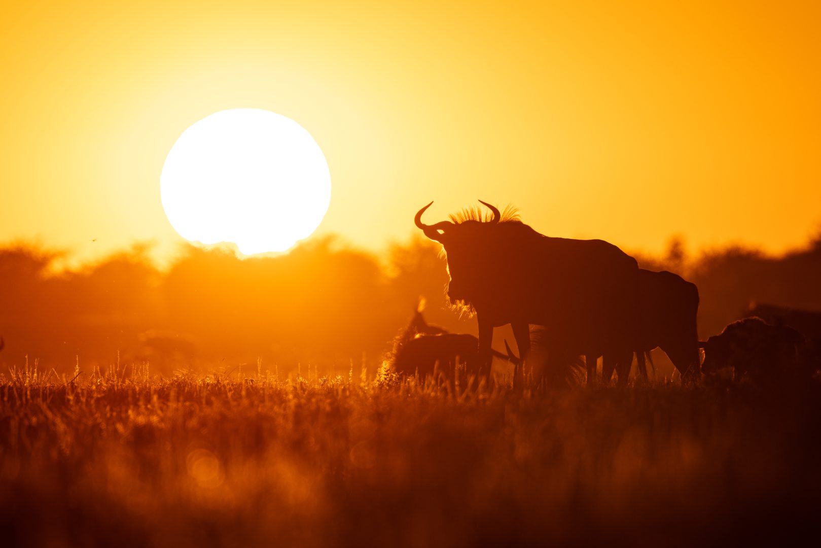 Wildebeest on safari in Botswana