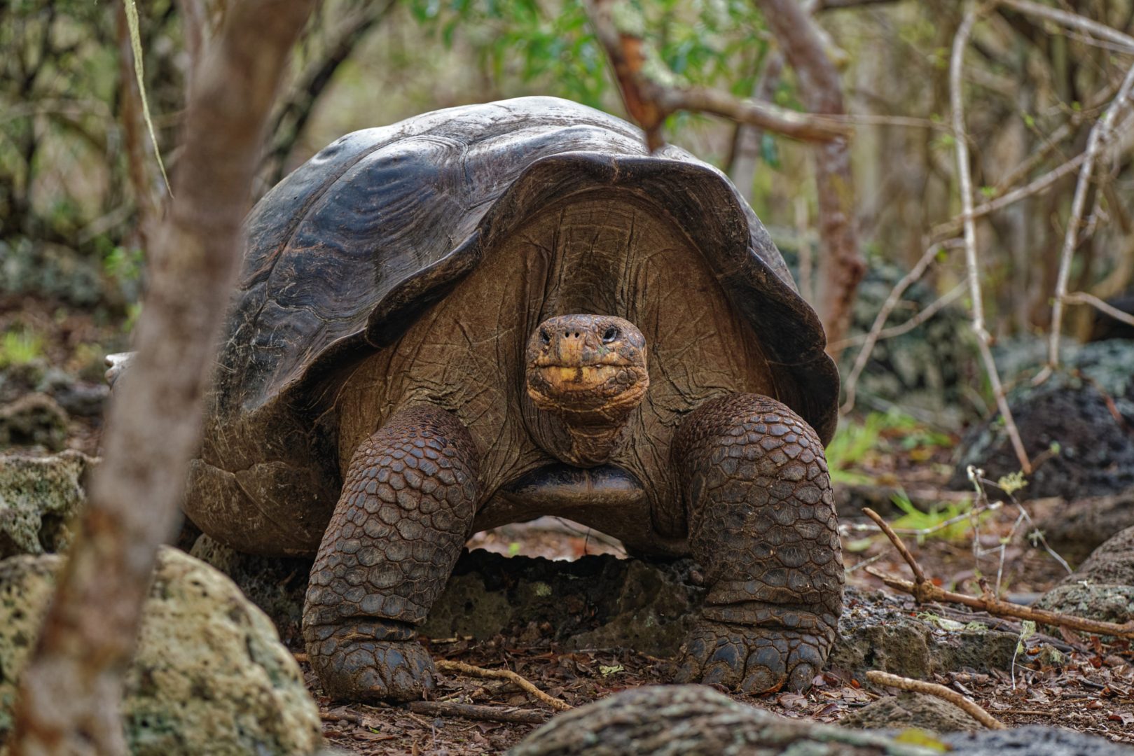 A giant tortoise in the Galapagos