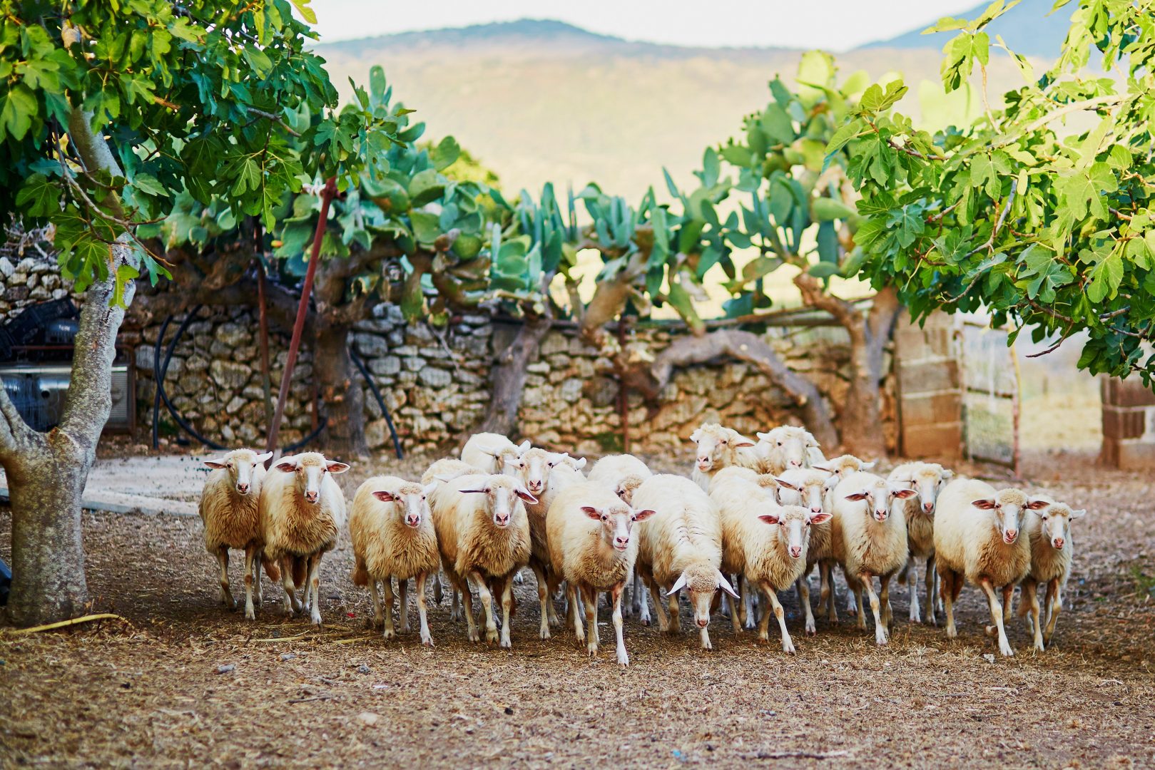 A herd of sheep on a farm in Sardinia, Italy