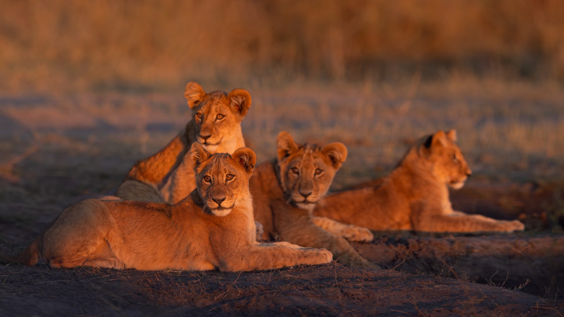 A pride of lions in the Okavango Delta, Botswana