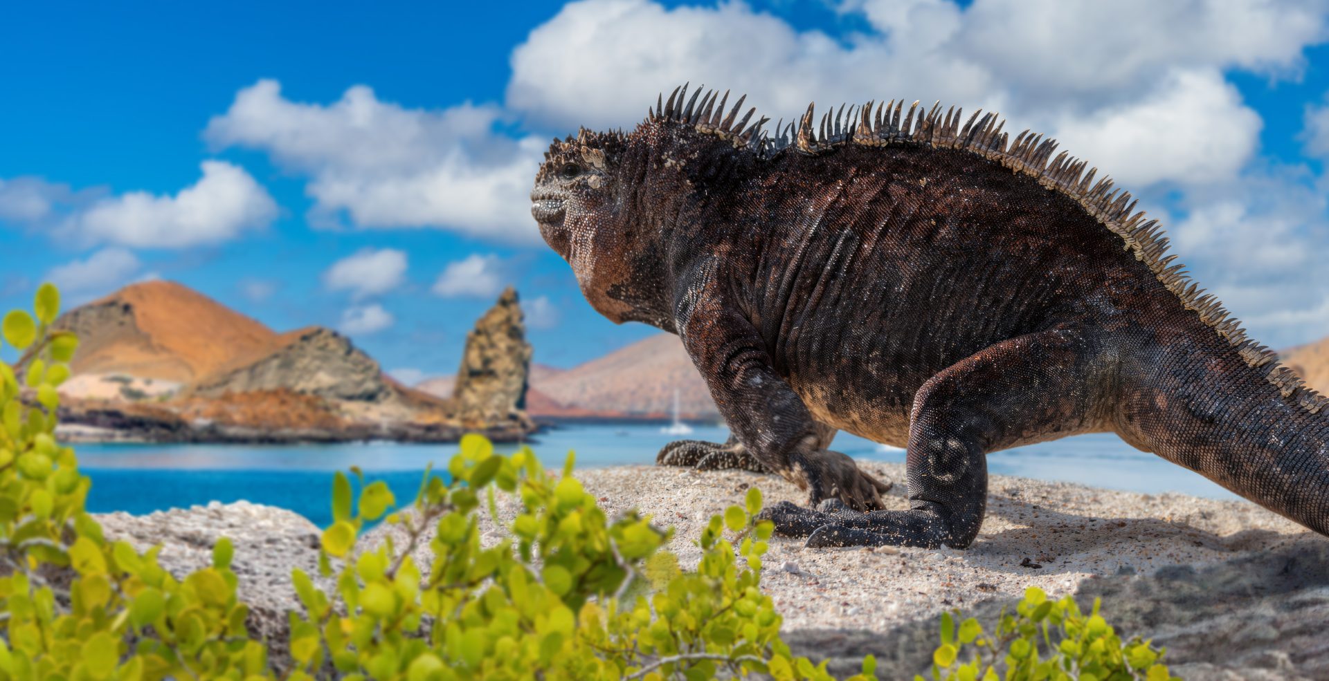 An iguana in the Galapagos