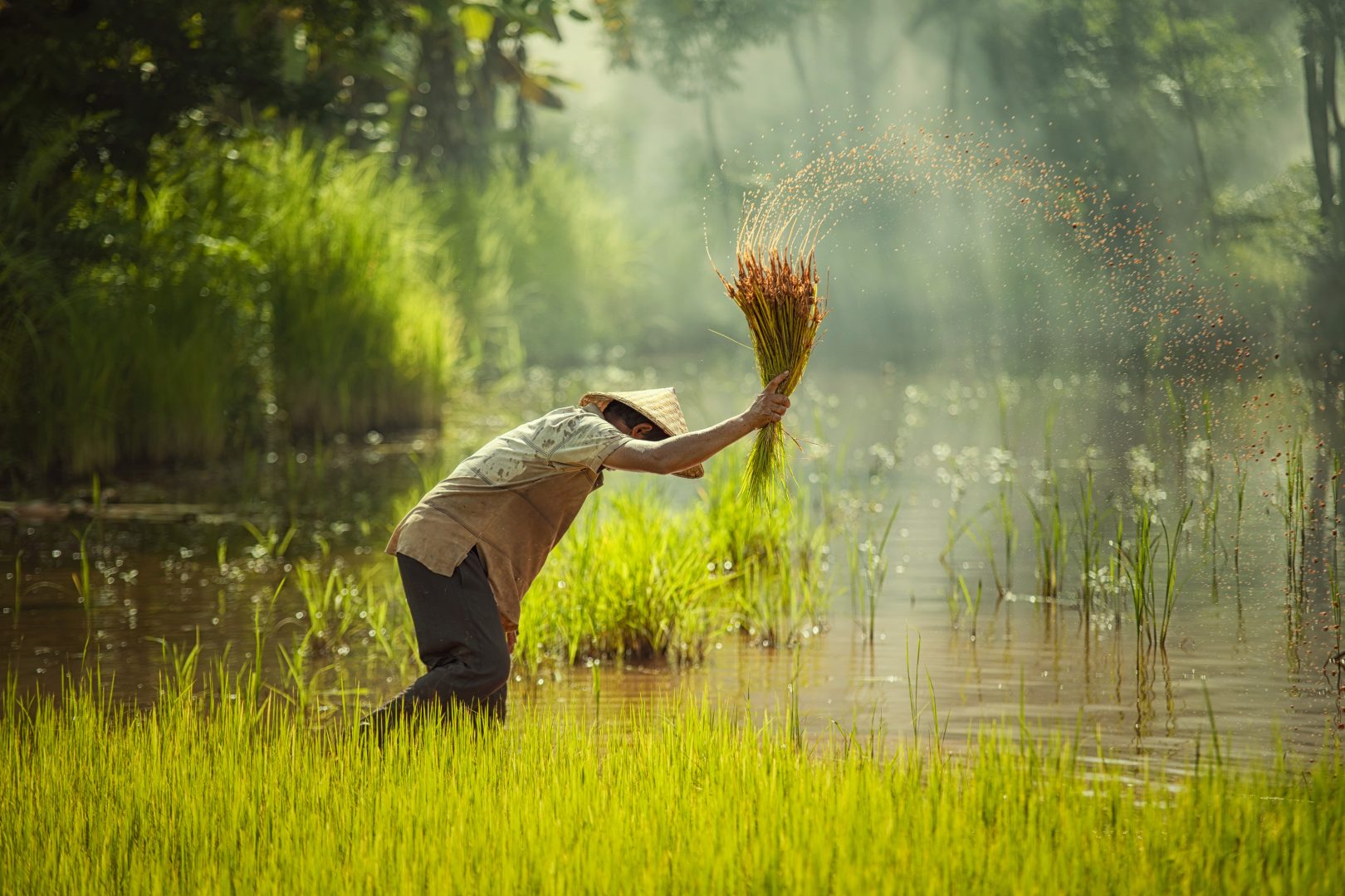 A farmer in a rice paddy in Cambodia