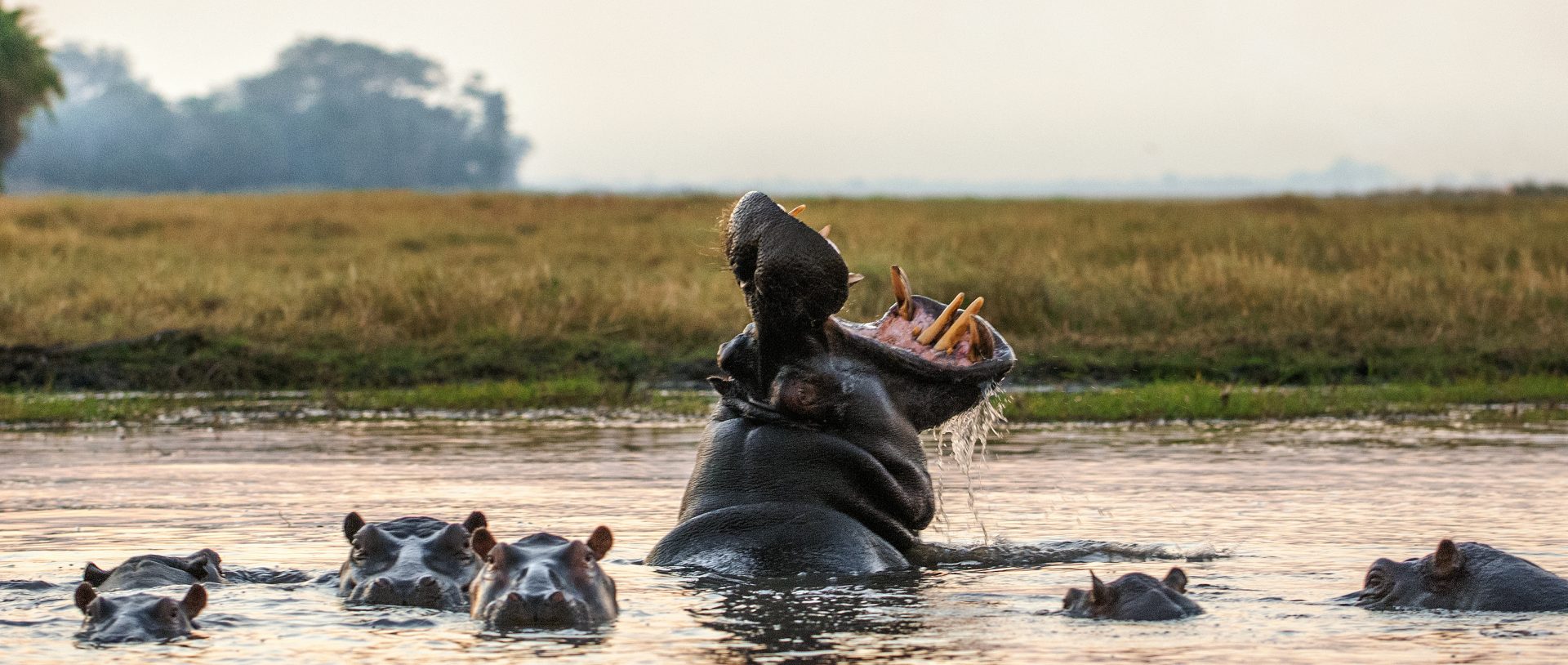 A hippo yawning on safari in Zambia