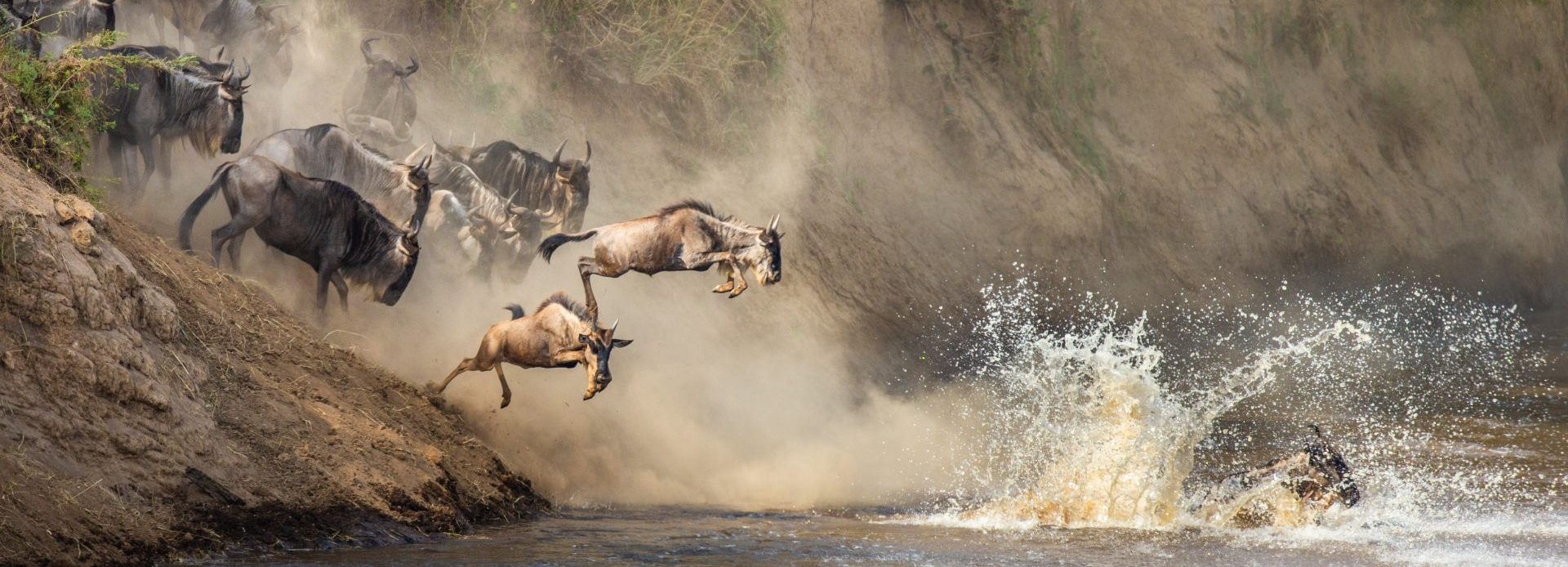 Wildebeest leaping during the Great Migration in Tanzania and Kenya