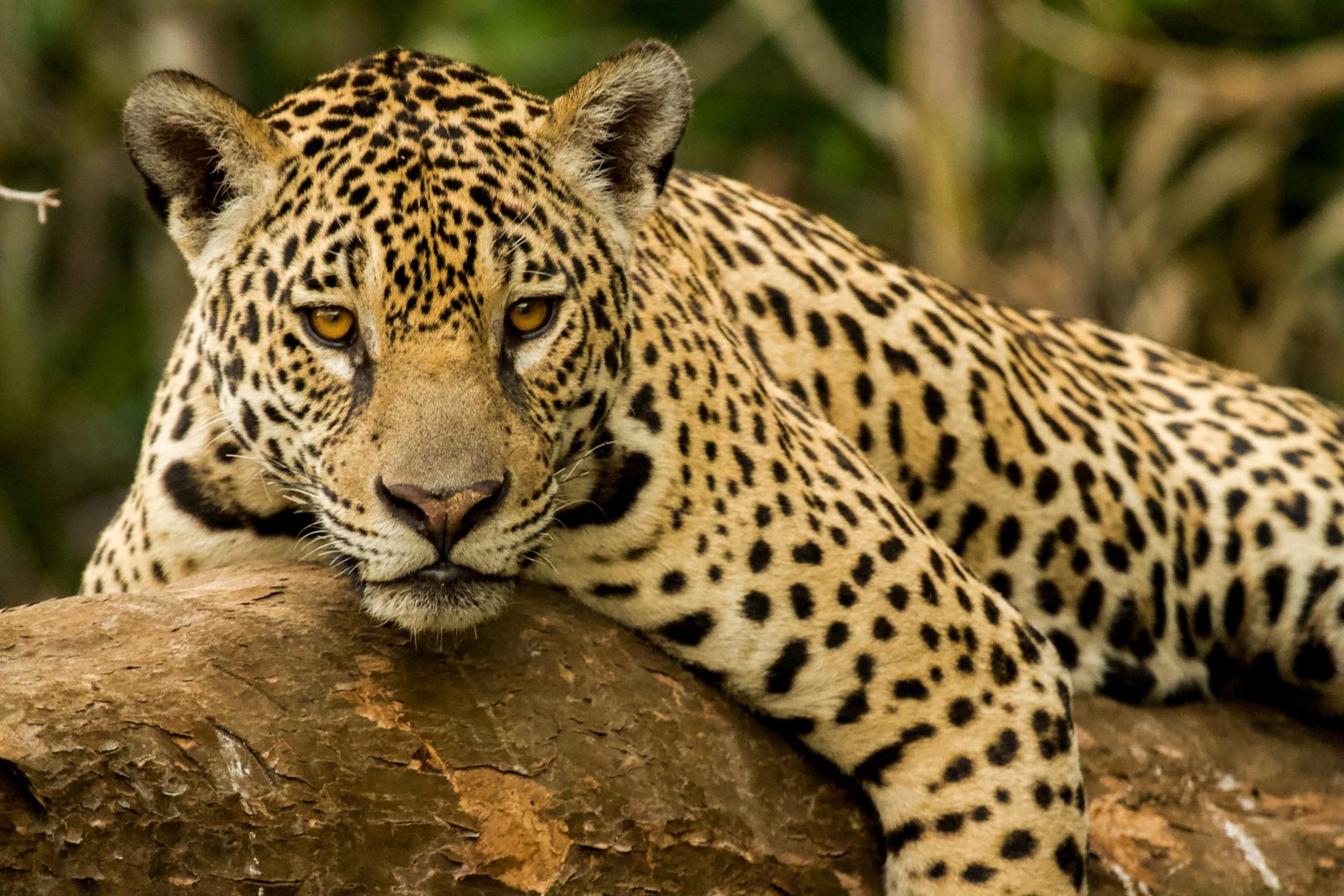 A jaguar in the Pantanal, Brazil