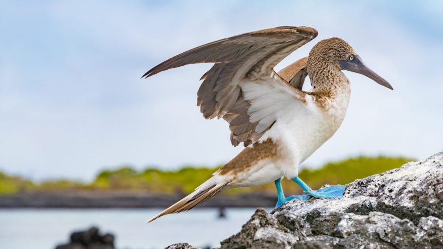 Blue footed booby in the Galapagos