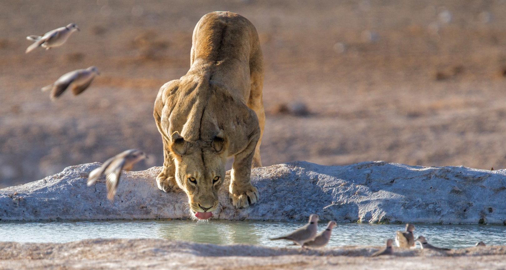 A lioness on safari in Etosha, Namibia