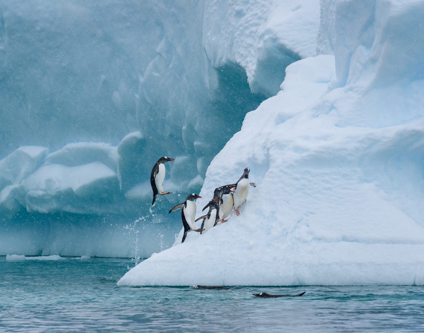 Penguins in Antarctica