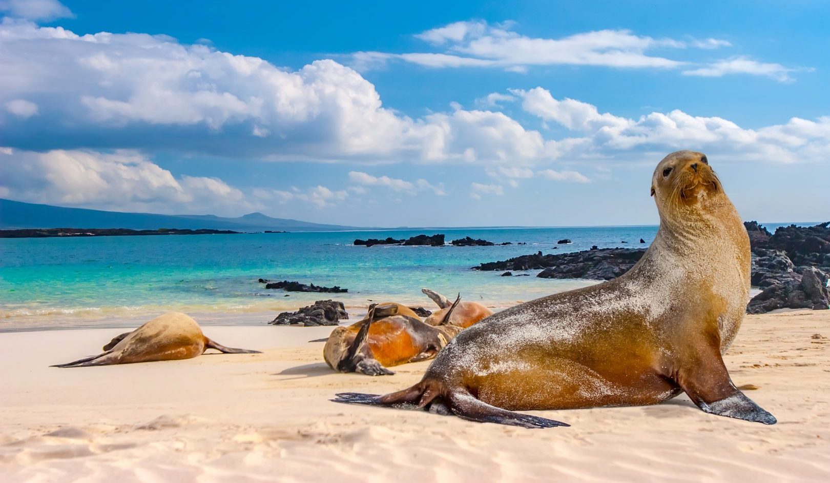 Sea lions in the Galapagos