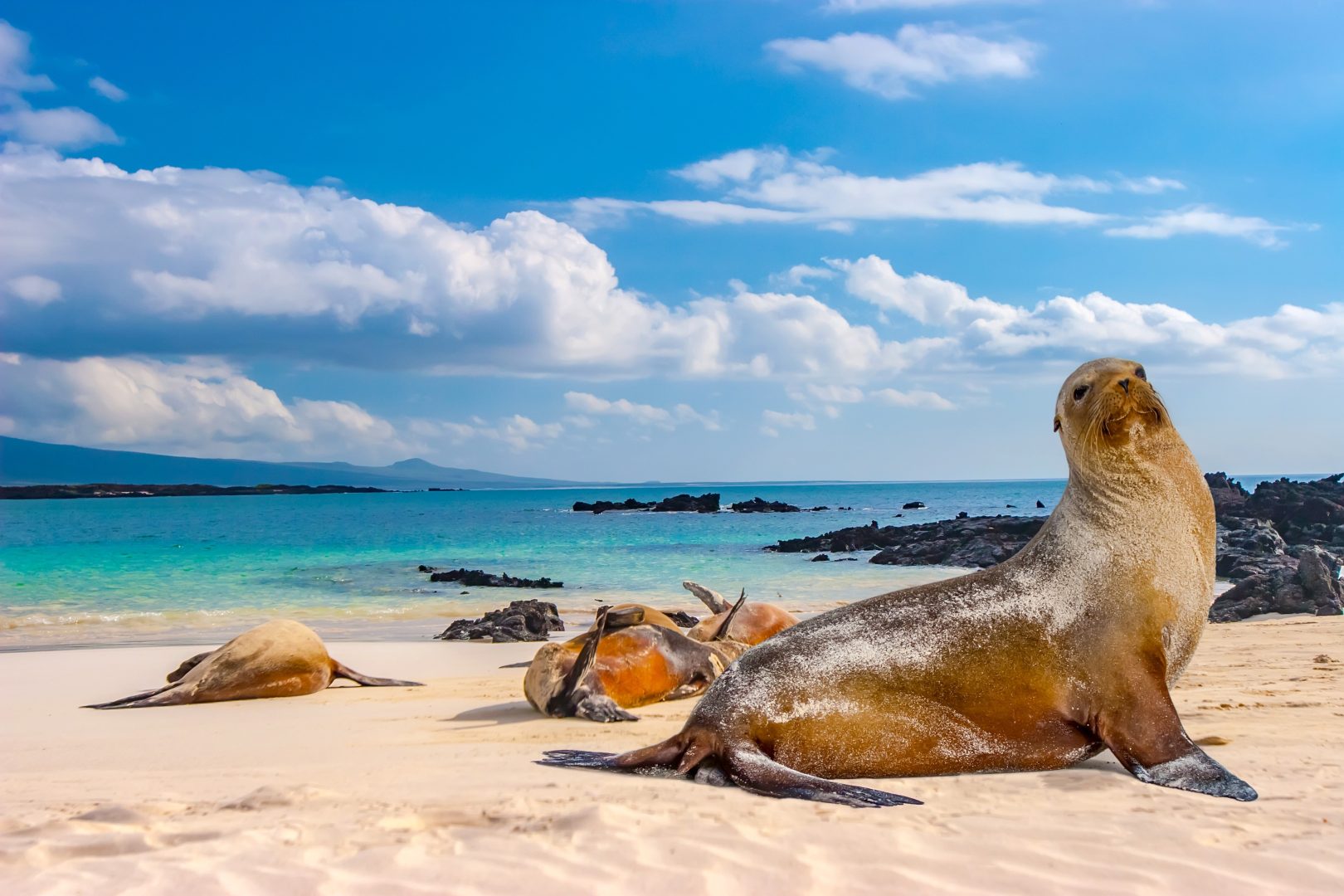 A group of sea lions on a beach in the Galapagos Islands