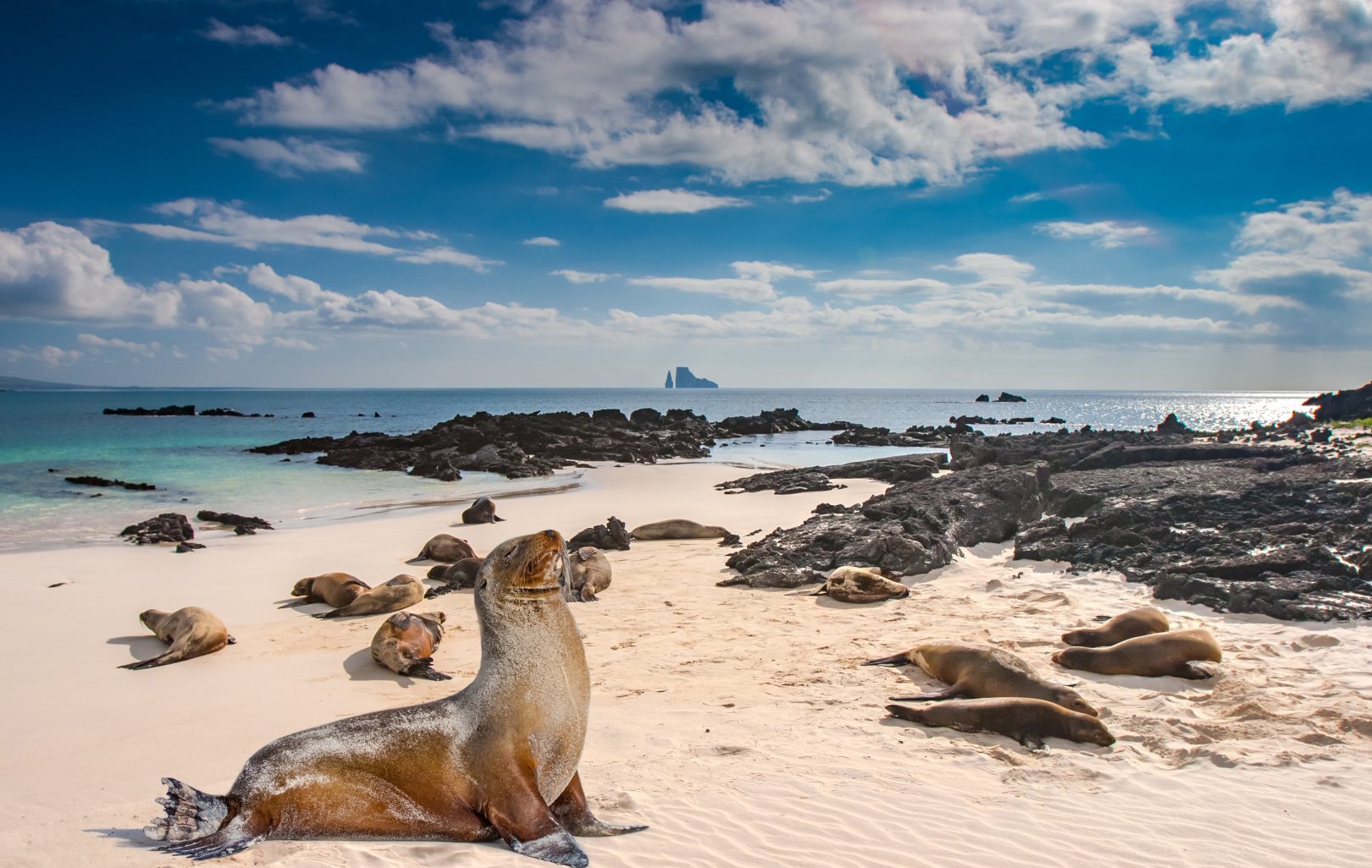 Sea lions in the Galapagos