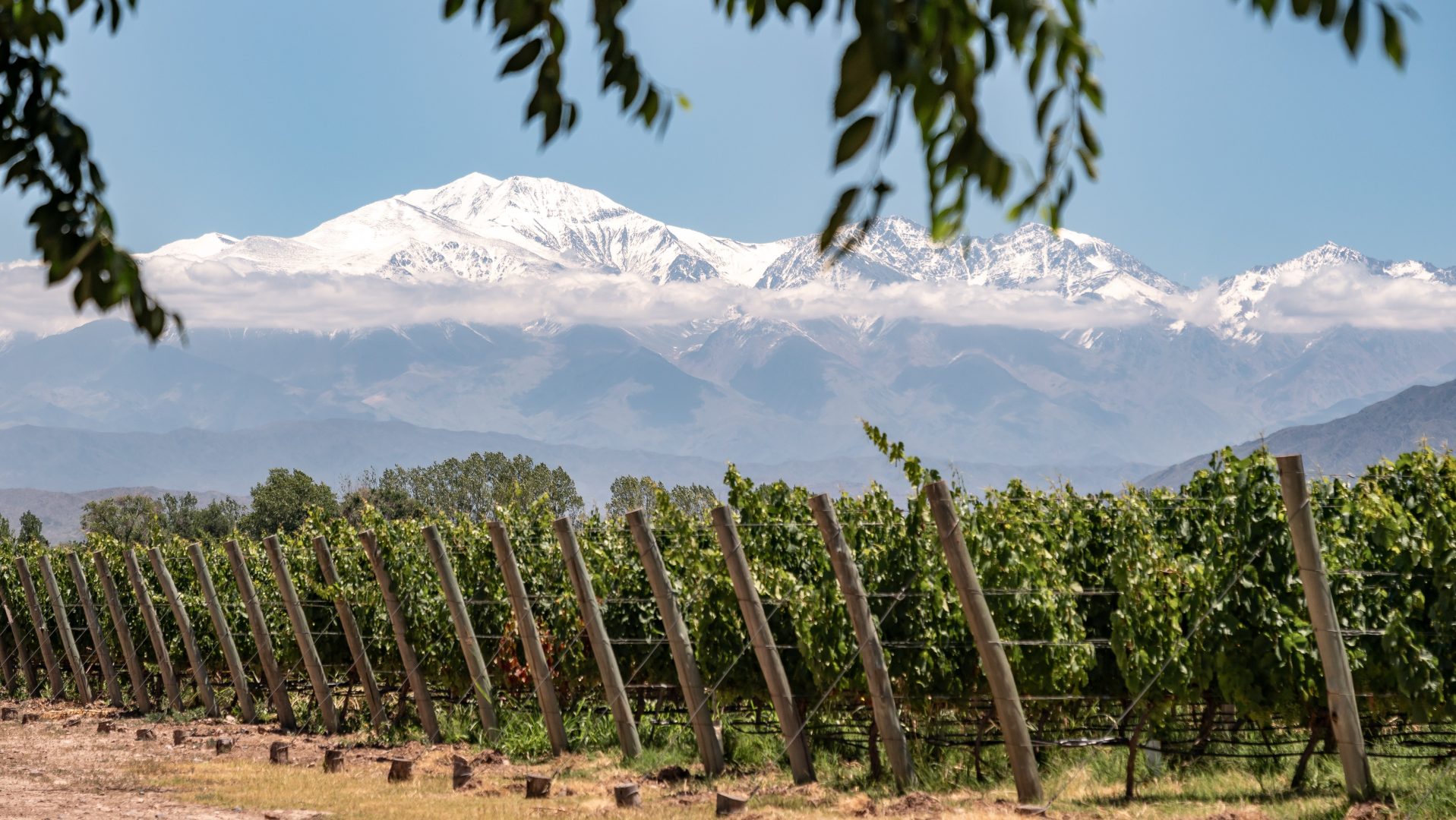 Vineyard in Mendoza, Argentina