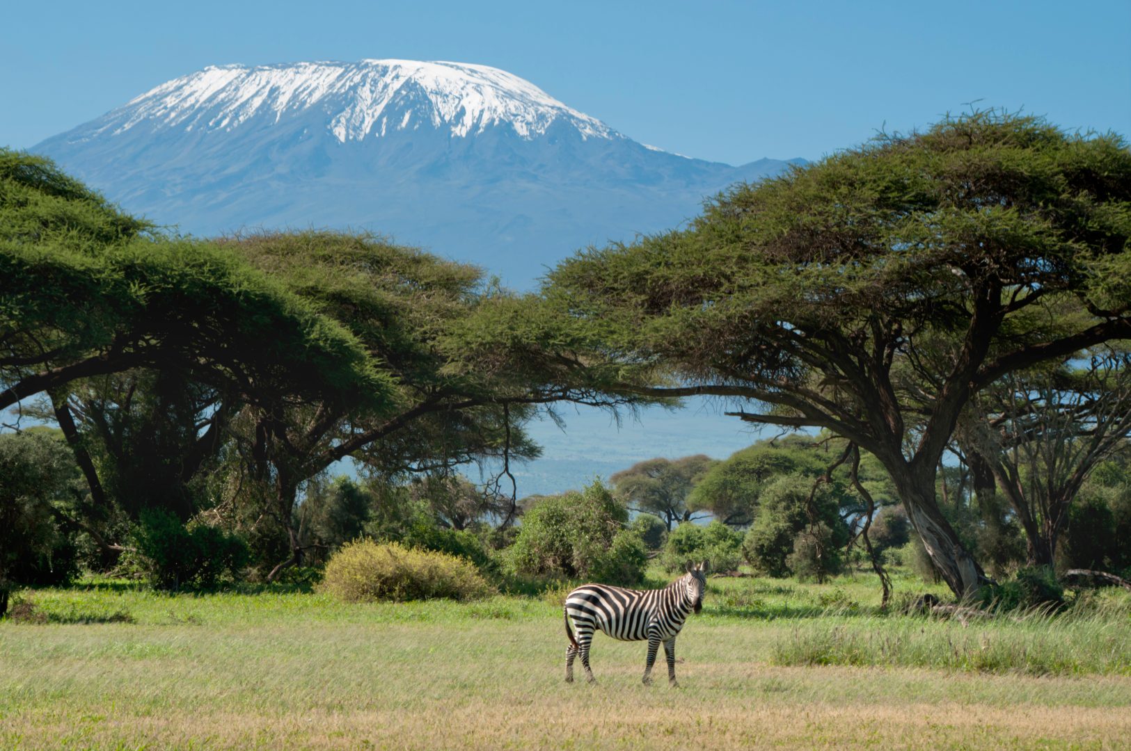 A zebra in front of Mount Kilimanjaro in Tanzania