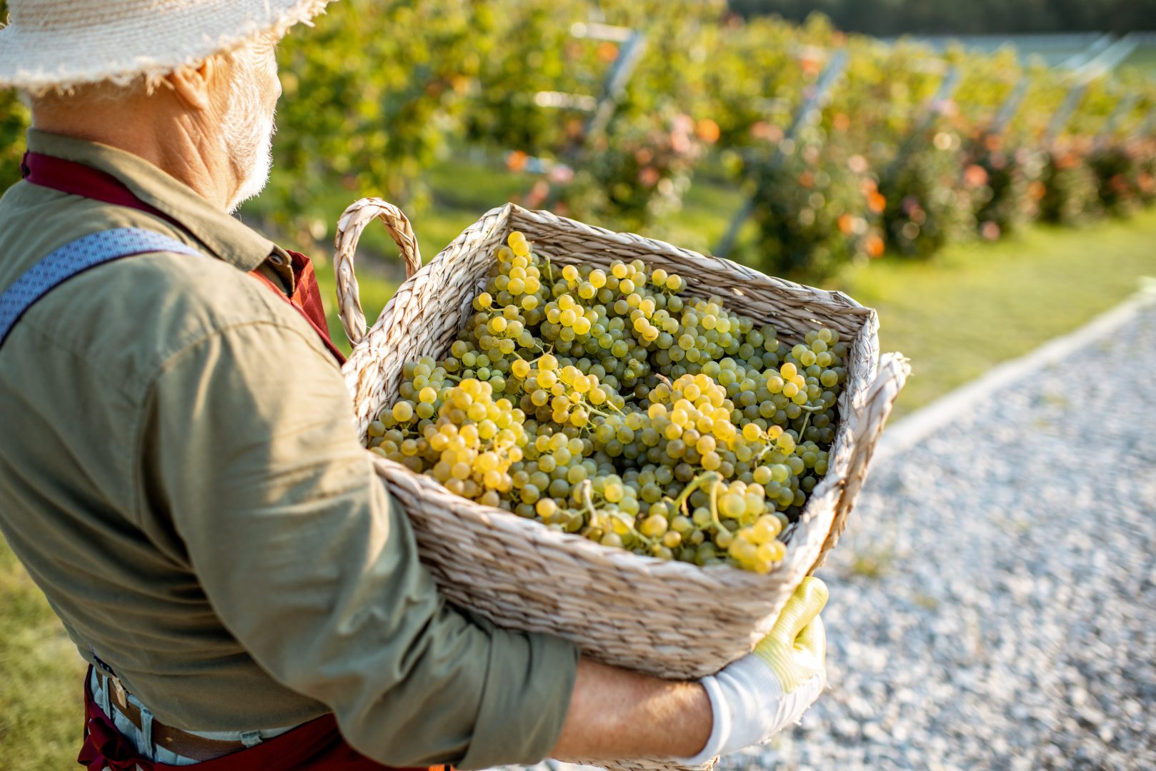 A man at A vineyard / winery in France