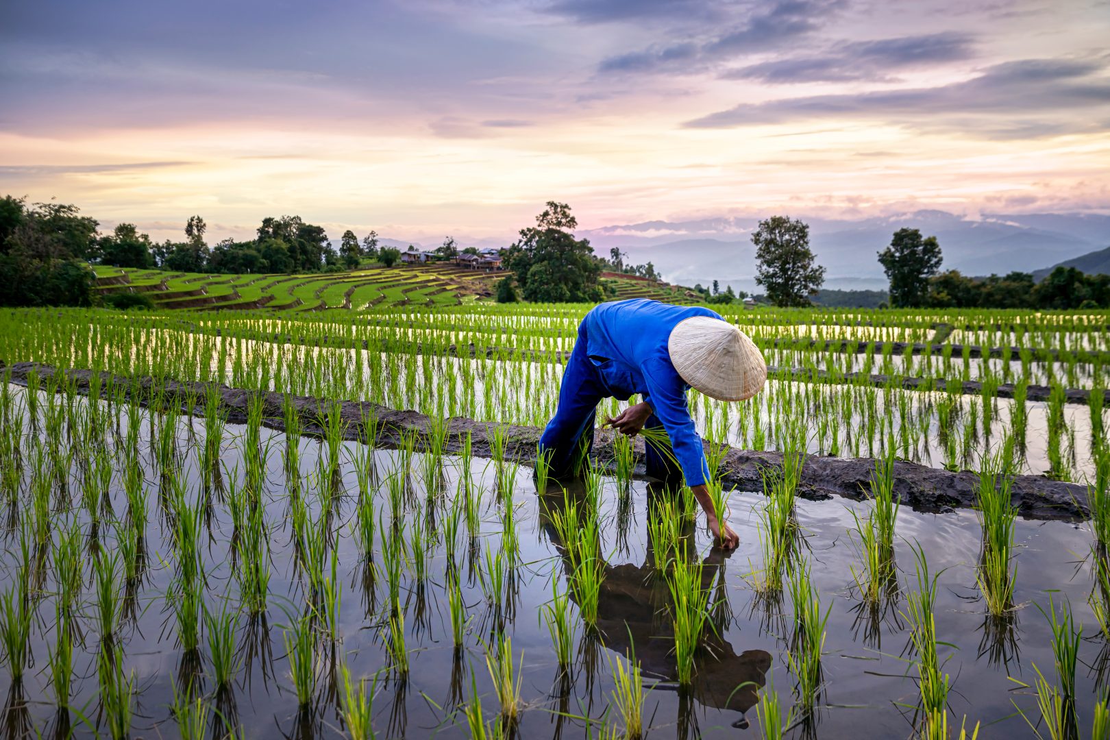 A farmer in his rice paddy in Vietnam