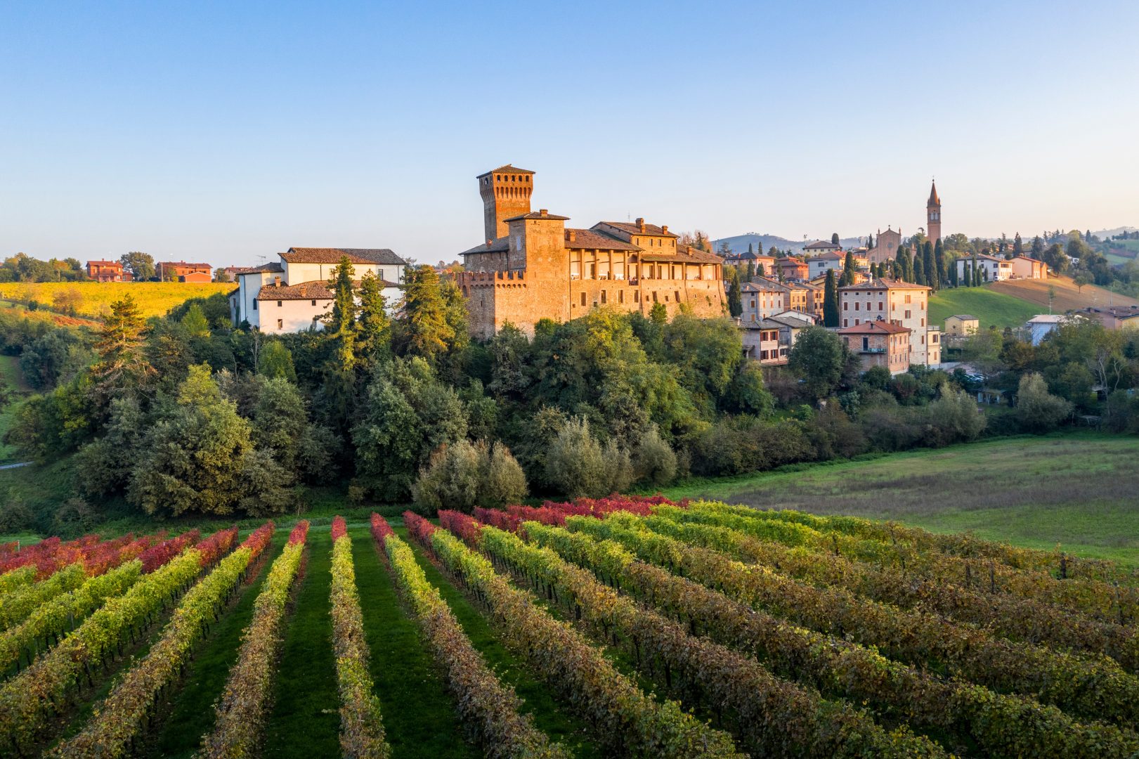 A vineyard in Modena, Italy