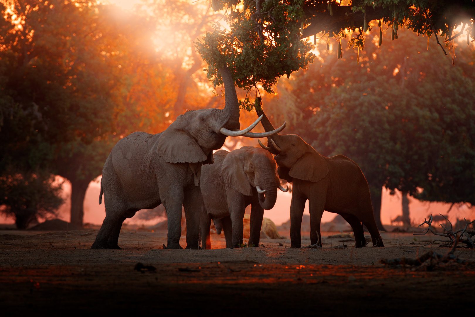 Elephants on safari in Zimbabwe