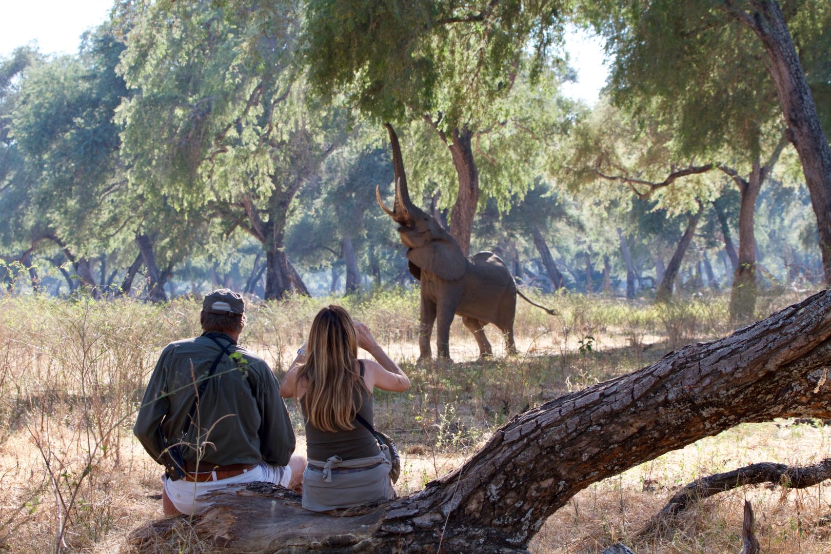 Travelers and a guide on a walking safari with an elephant in Zambia and Zimbabwe