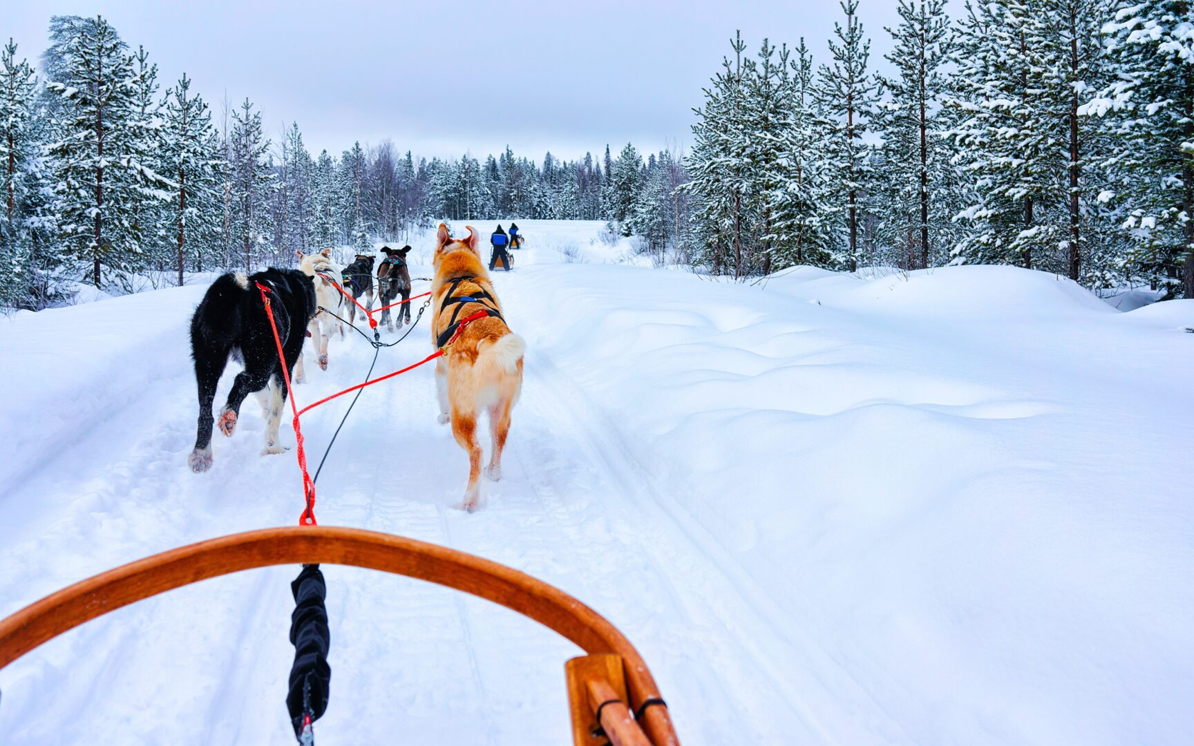 Dog sledding at Christmas time in Rovaniemi, Finland