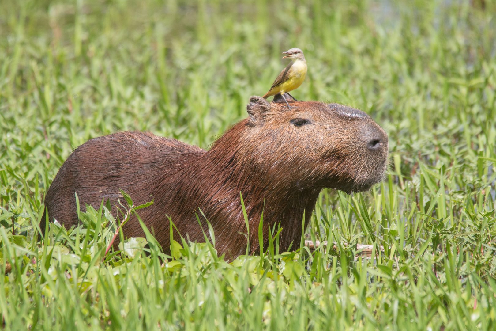 A capybara in the Pantanal of Brazil