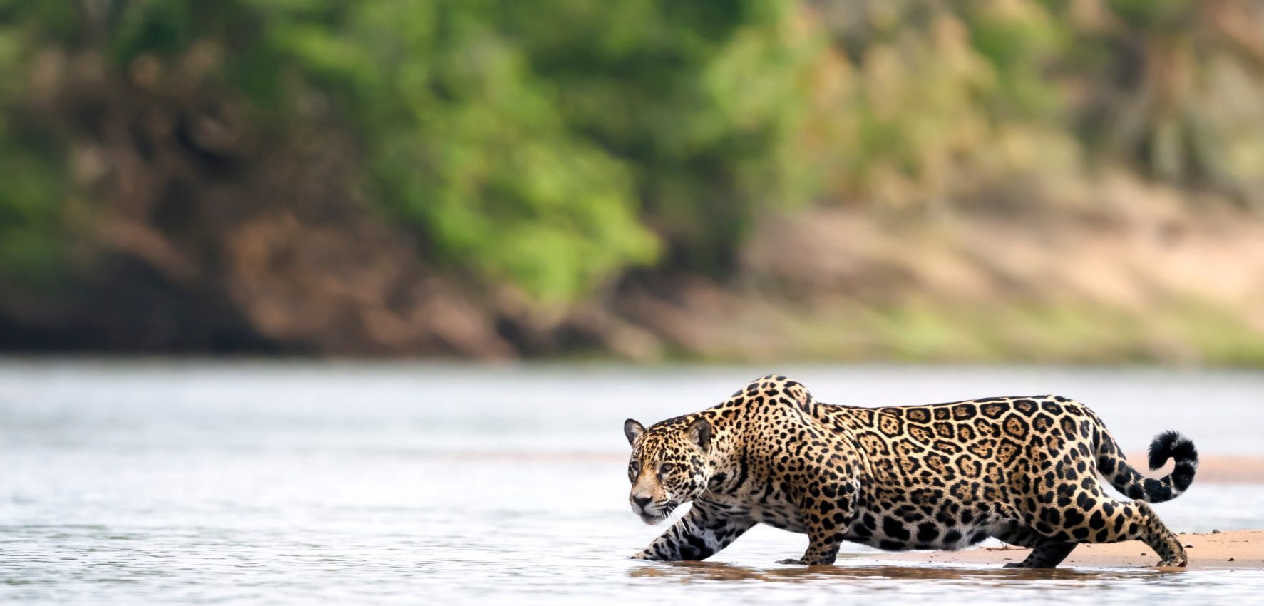 A jaguar in the Pantanal, Brazil