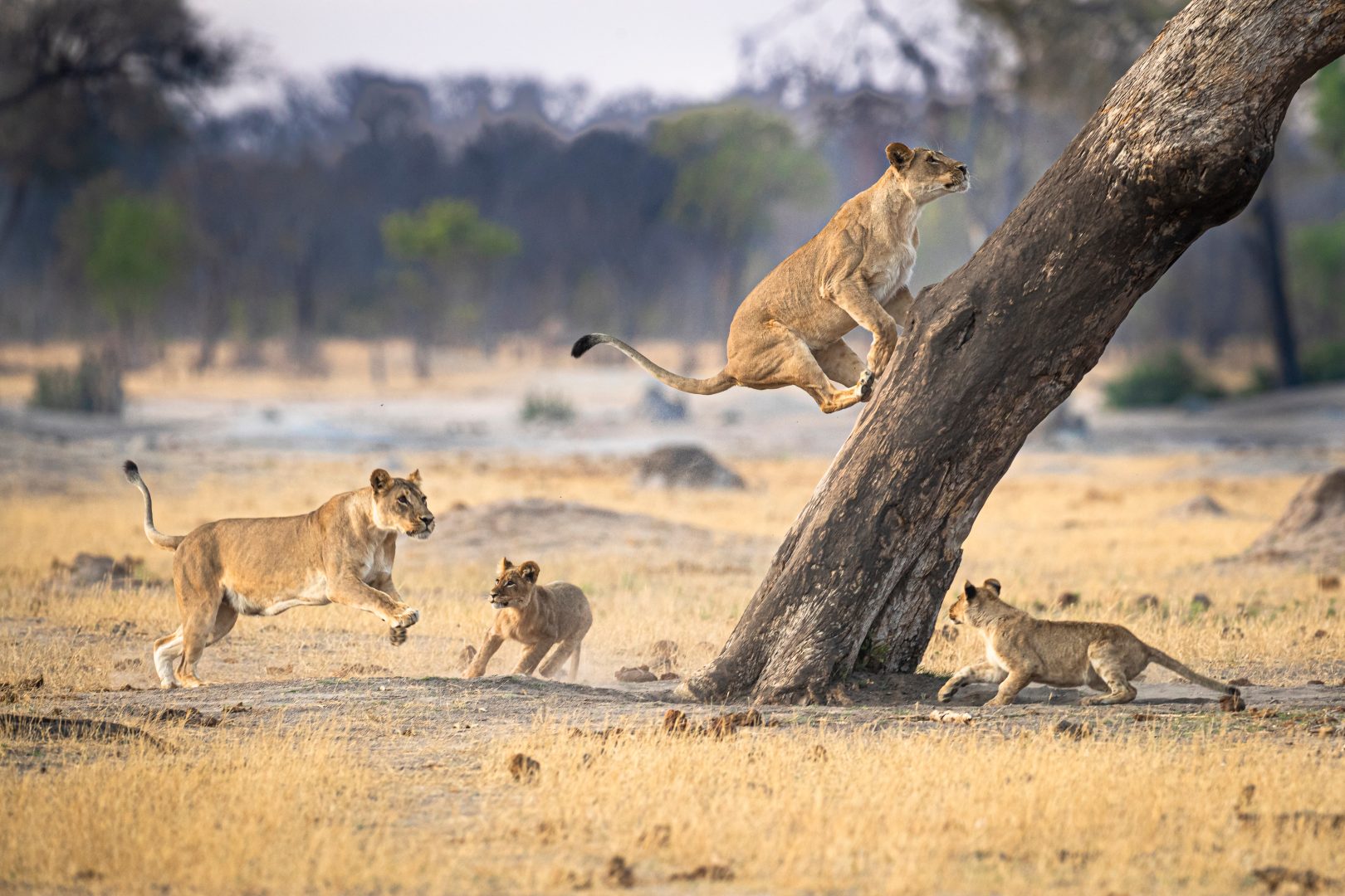 Lions playing on safari in Zimbabwe