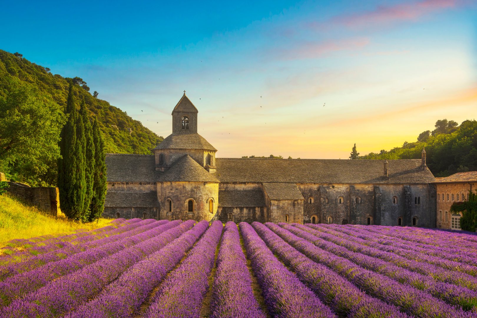 Lavender fields in France