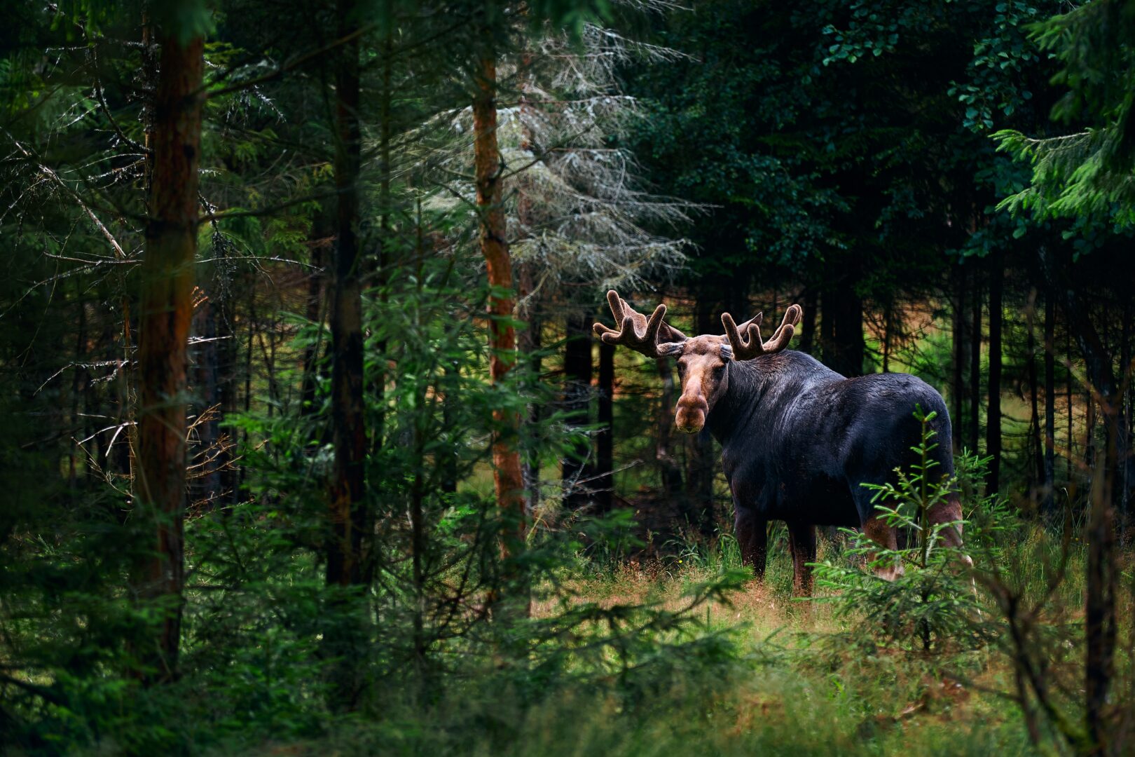 A bull moose in the forest in Sweden