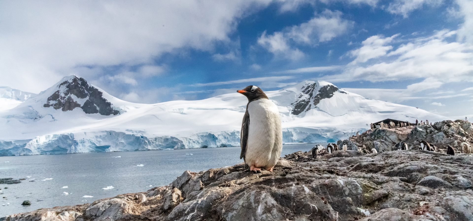 A penguin in Antarctica