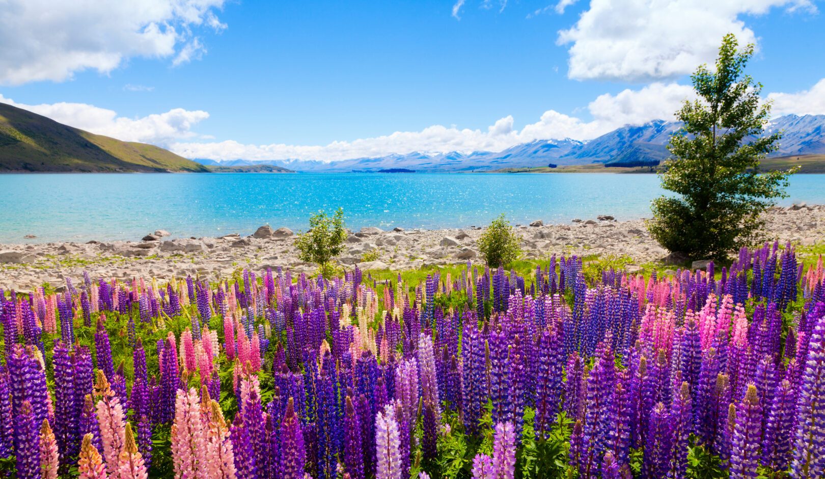 Field of lupin wildflowers on the shore of lake Tekapo in New Zealand