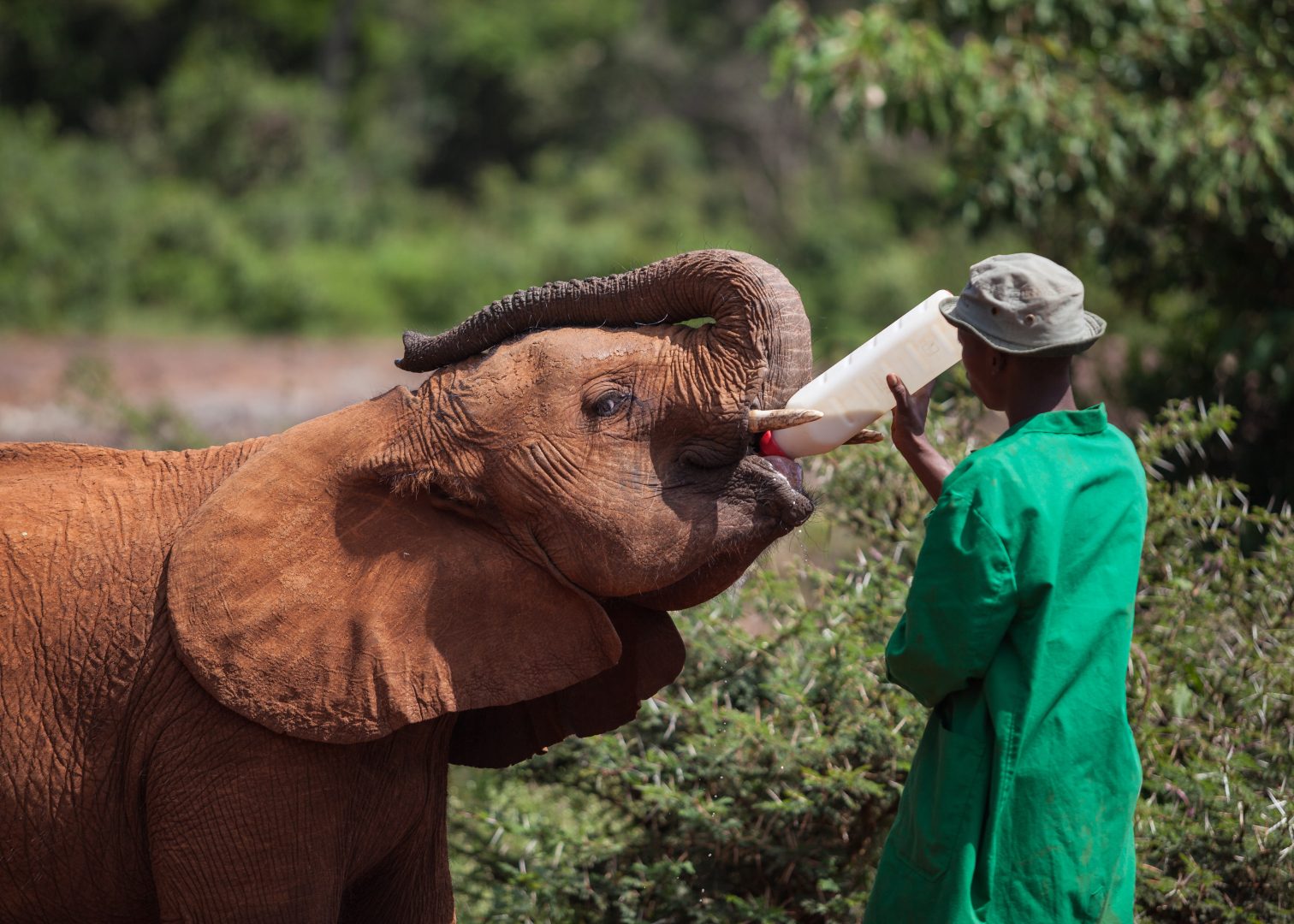 An orphan elephant at the David Sheldrick Wildlife Trust being fed in Nairobi, Kenya