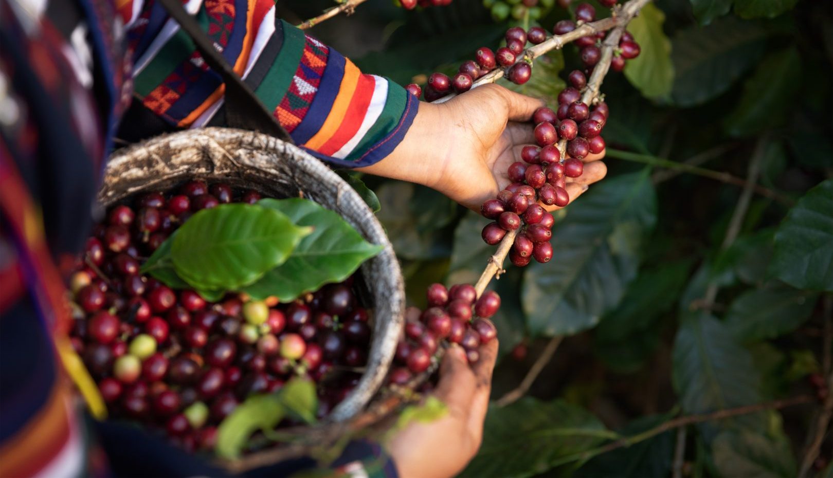 A coffee farmer in Colombia