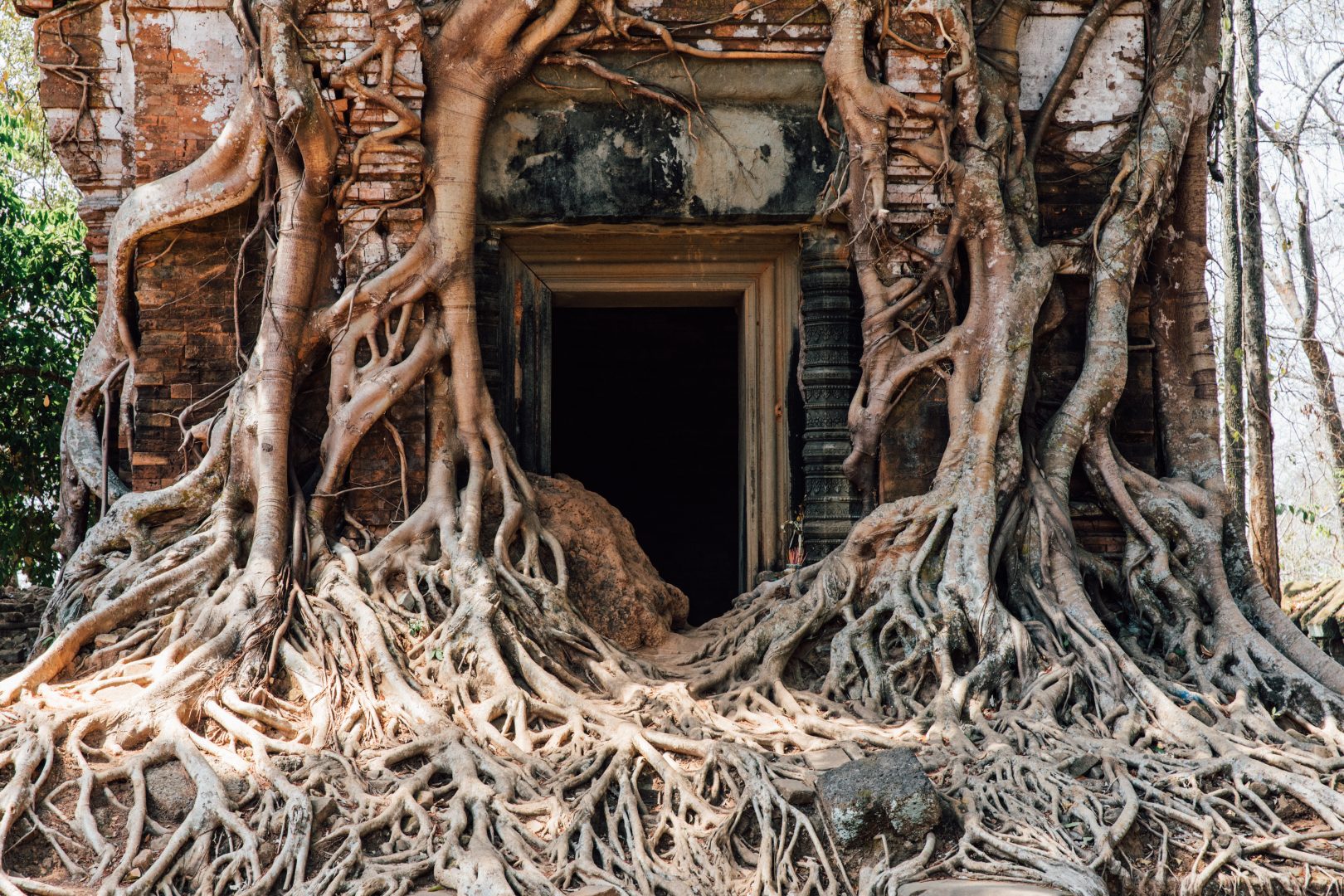 Banyan tree at Angkor Wat, Cambodia