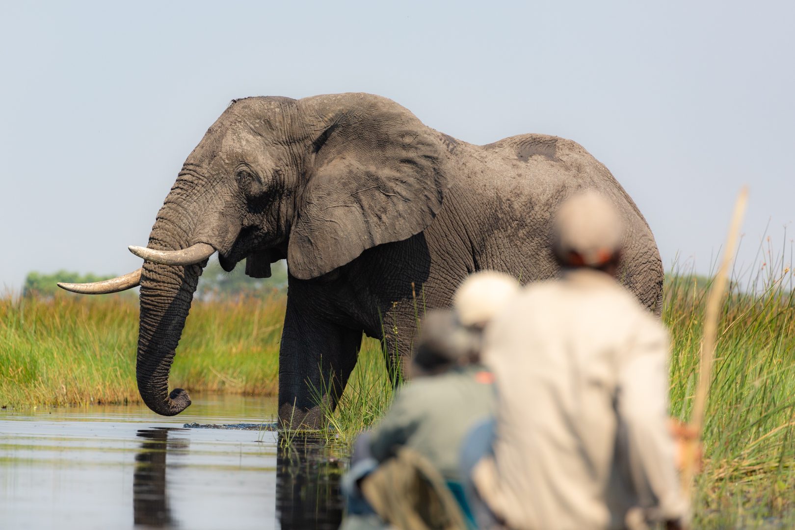 An elephant in the Okavango Delta, Botswana