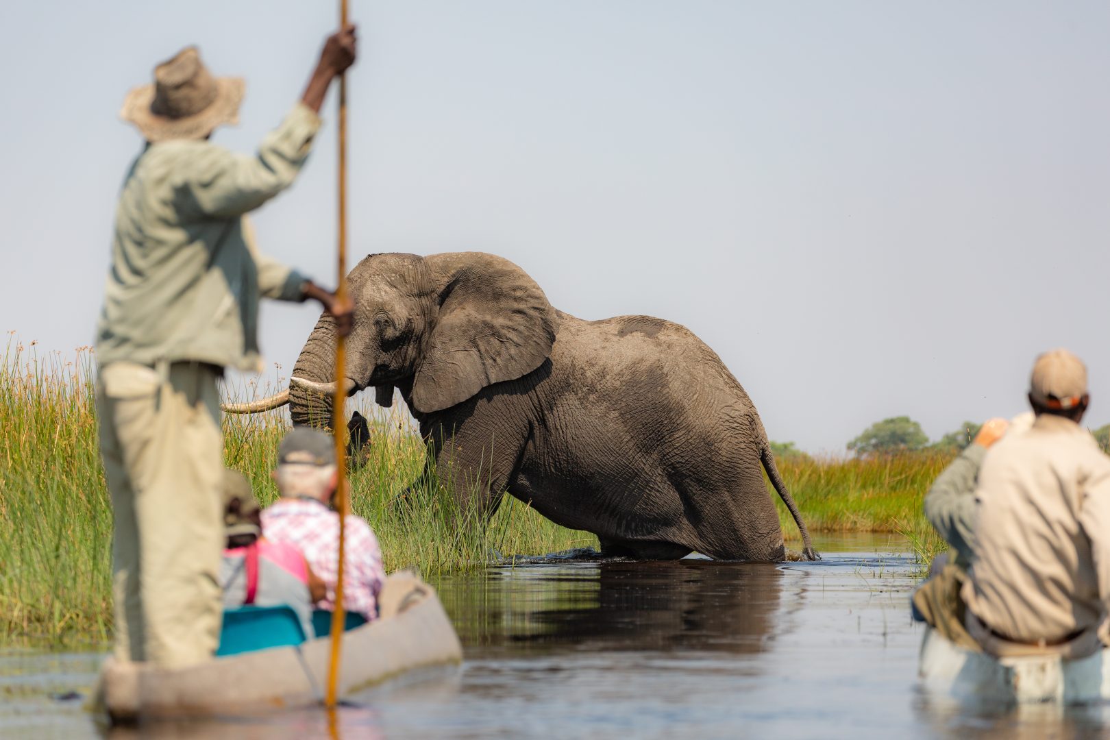 A mokoro safari and an elephant in the Okavango Delta, Botswana