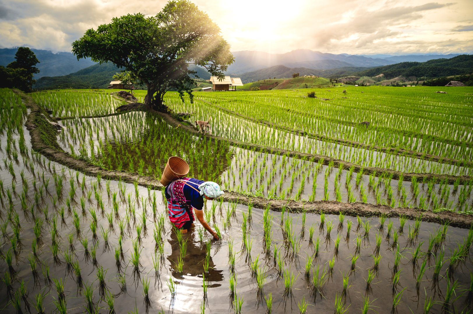 A rice farmer in a rice paddy in Thailand